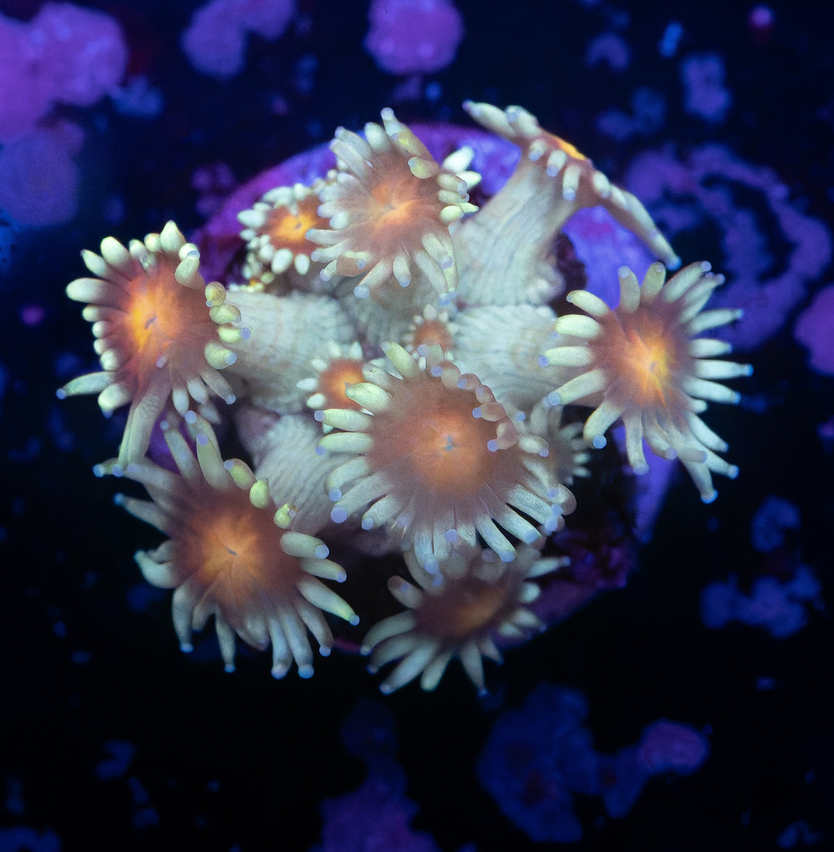 Sunny D Goniopora