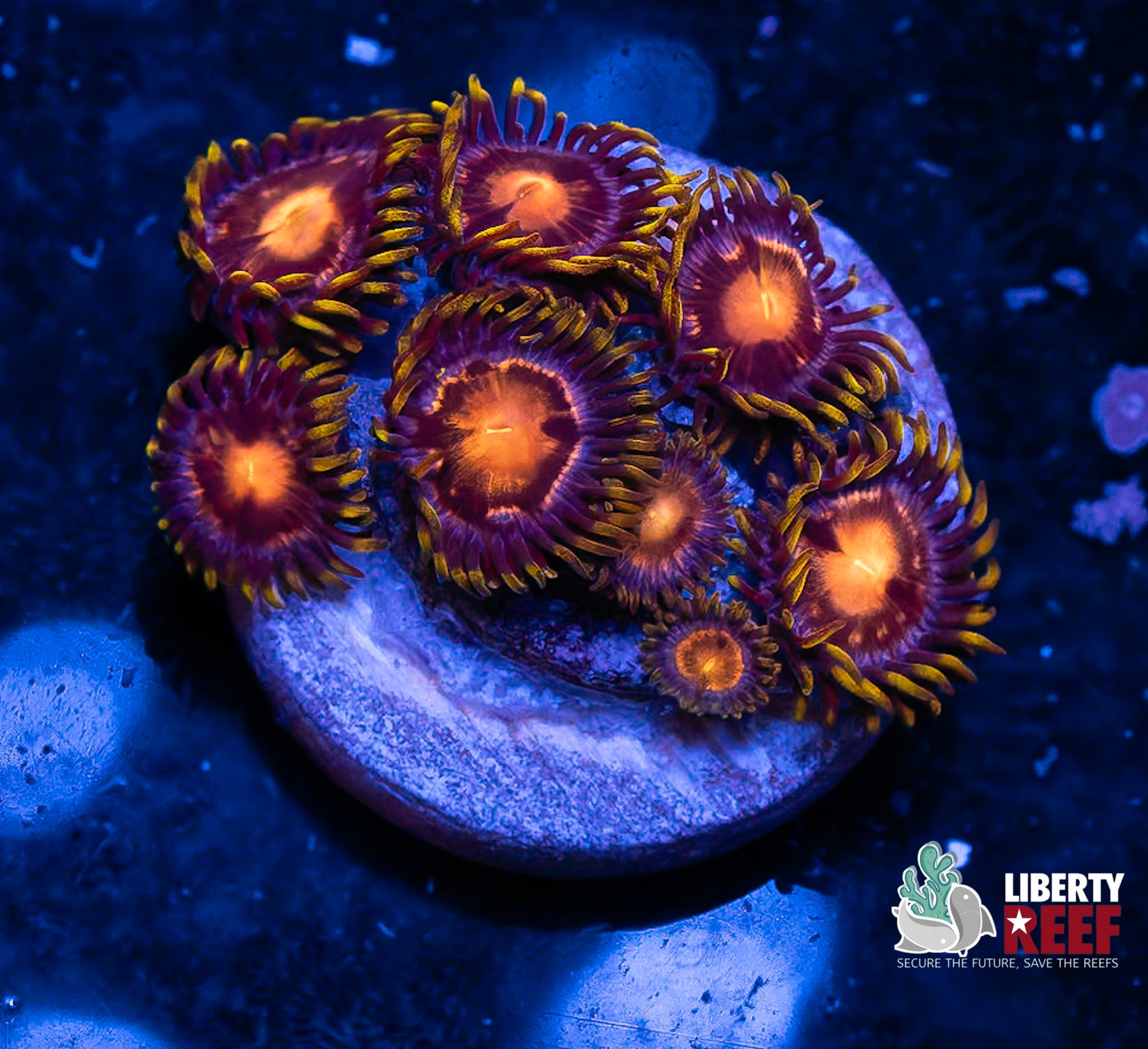 Blow Pop Zoas