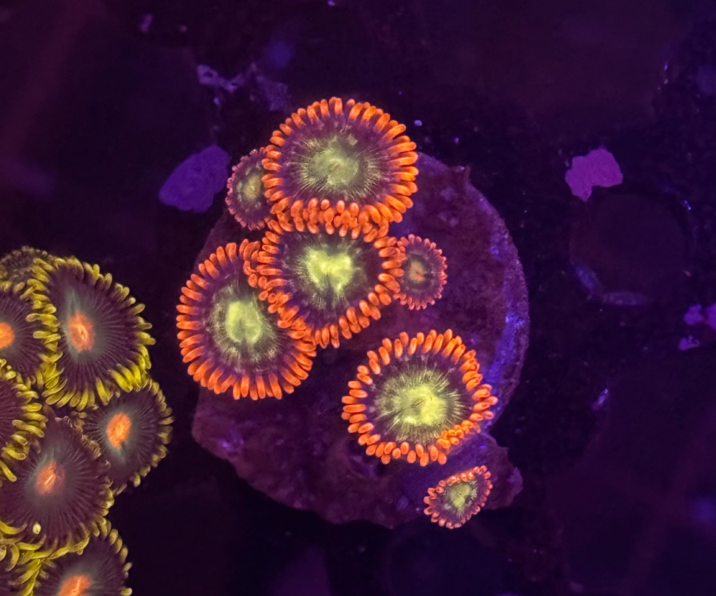 Spitfire Zoas