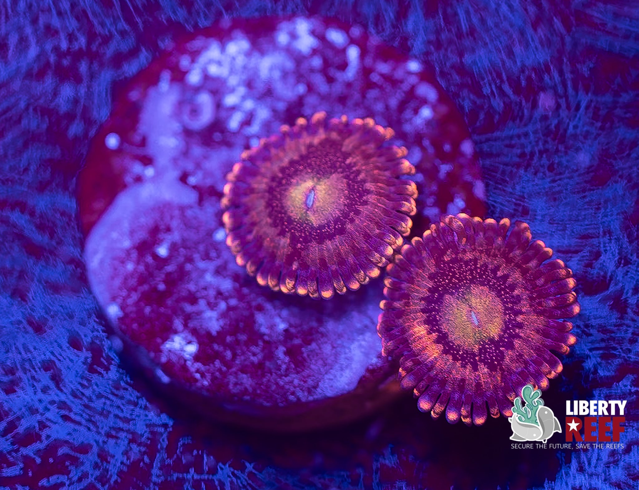 Halle Berry Zoas