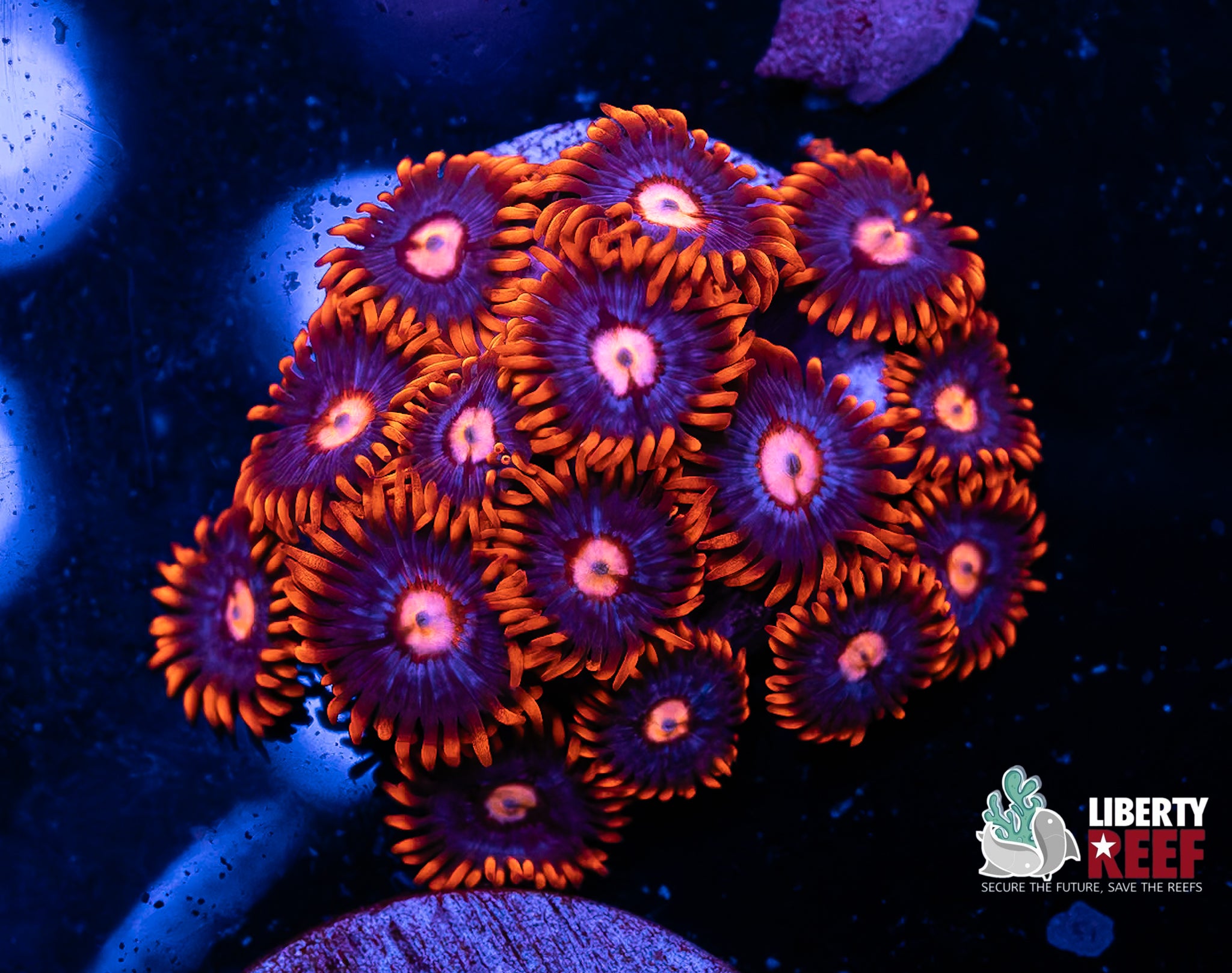 CB Snitches Zoas