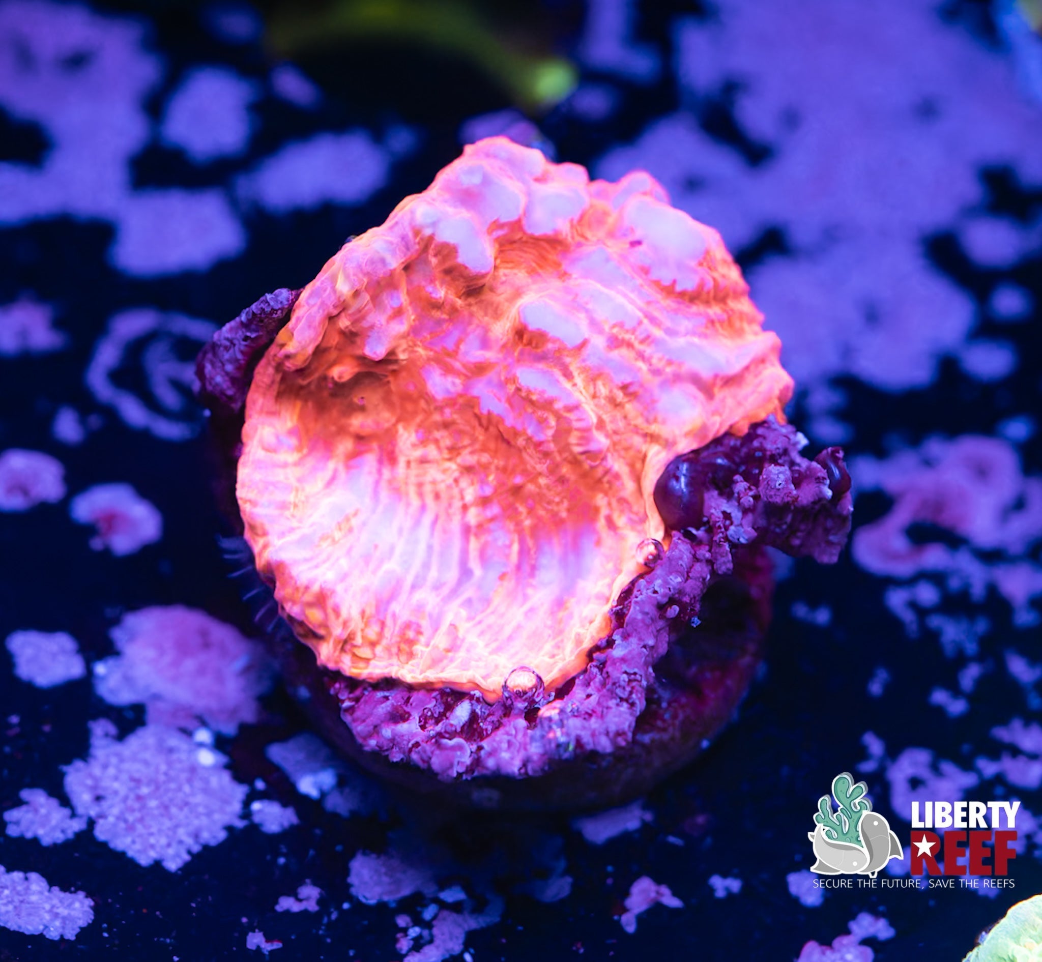 Liberty Reef Auction