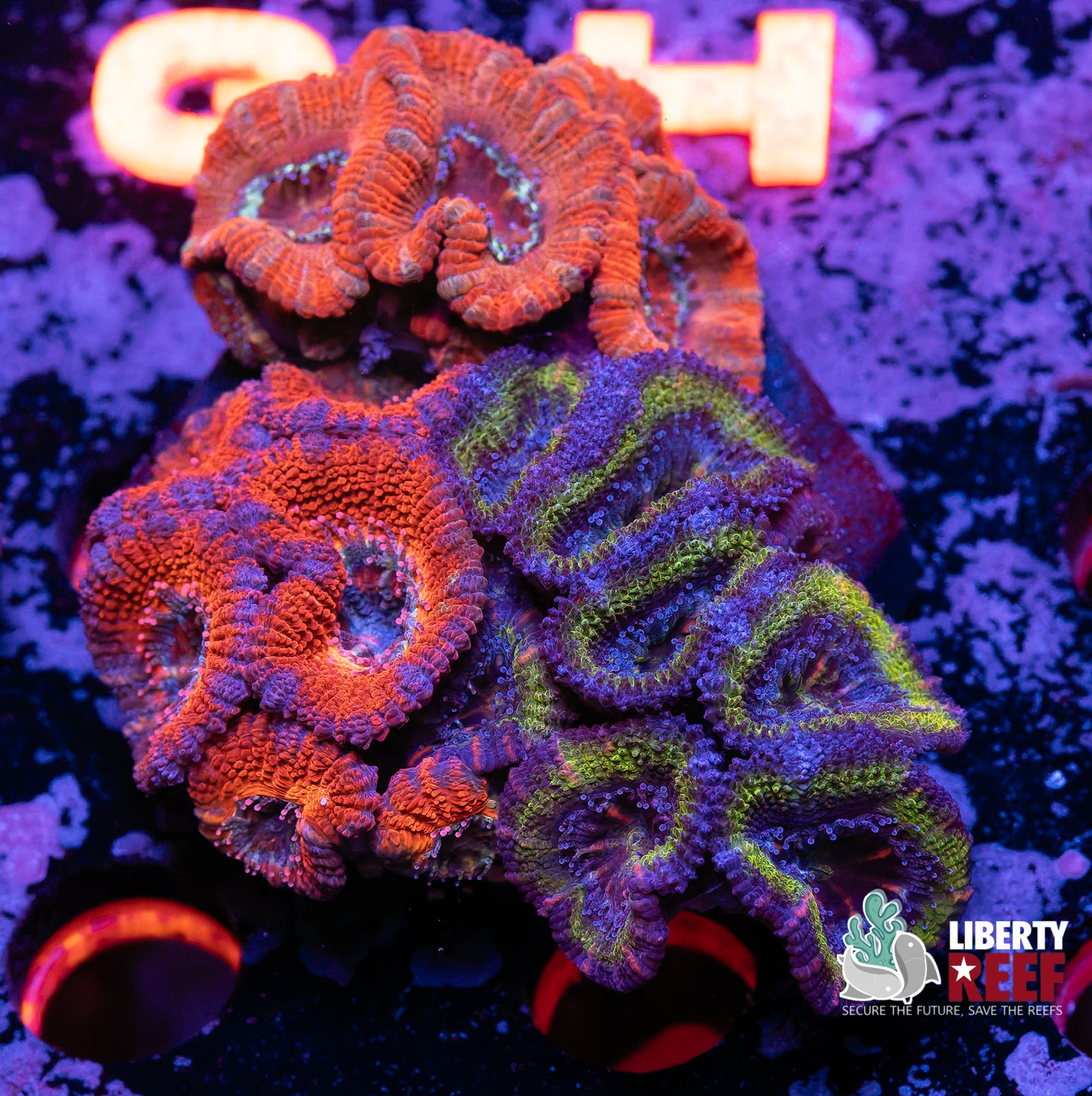 Ultra Acan Garden
