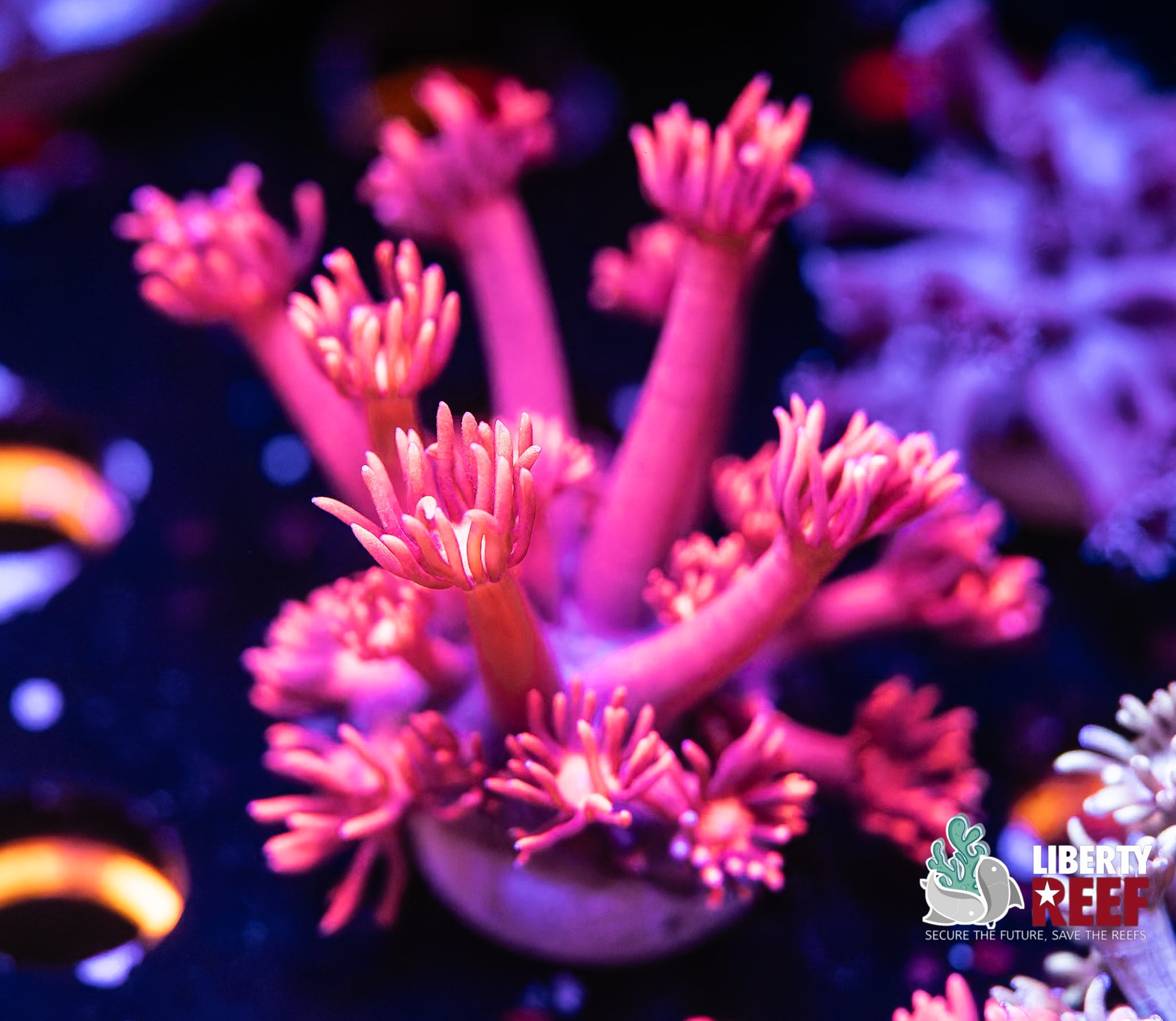 Ruby Red Goniopora