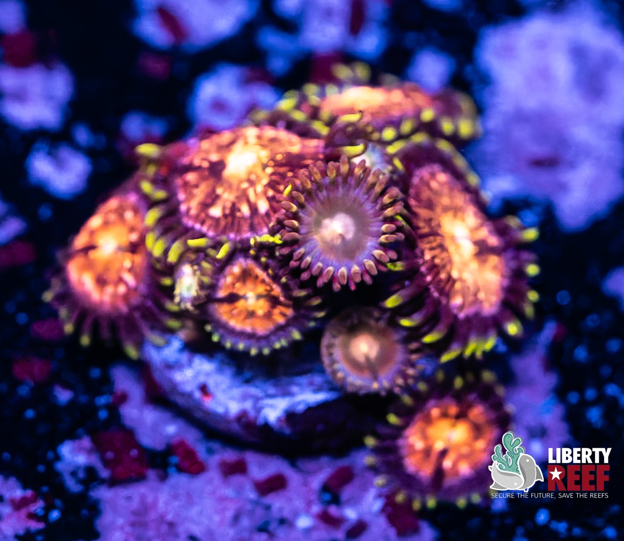 Combo Zoas
