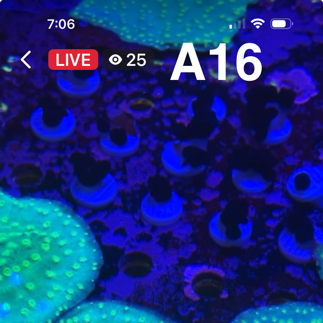 Tim Kincaid 9/13 Facebook Live Auction