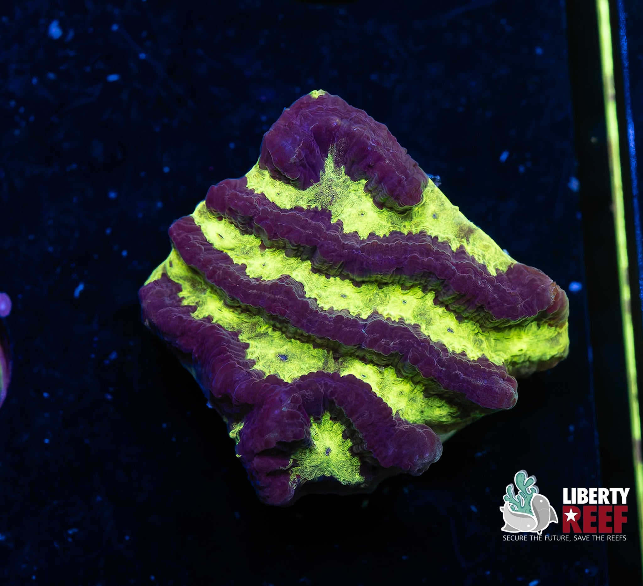 Nuclear Maze Coral