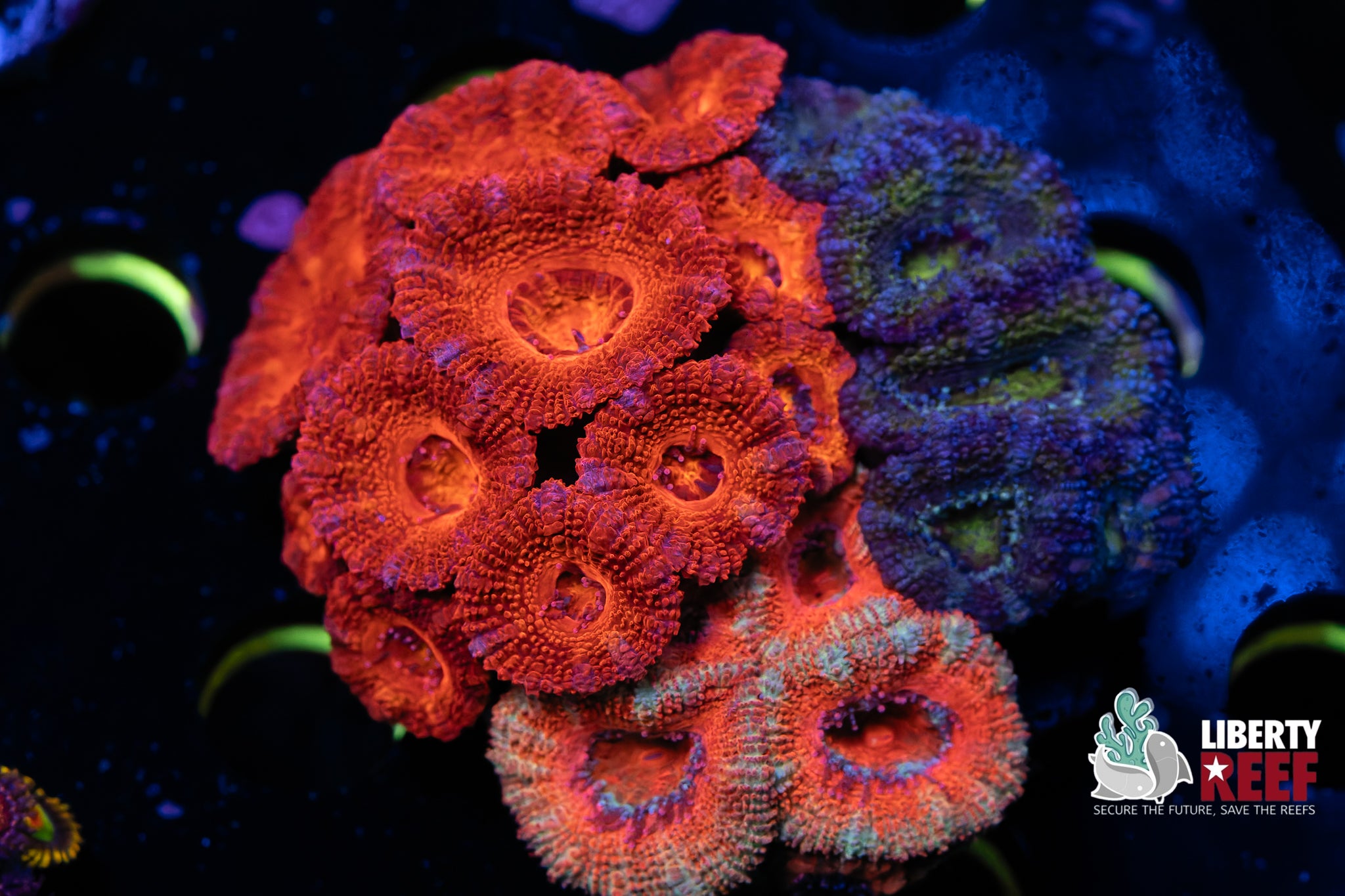 Ultra Acan Garden