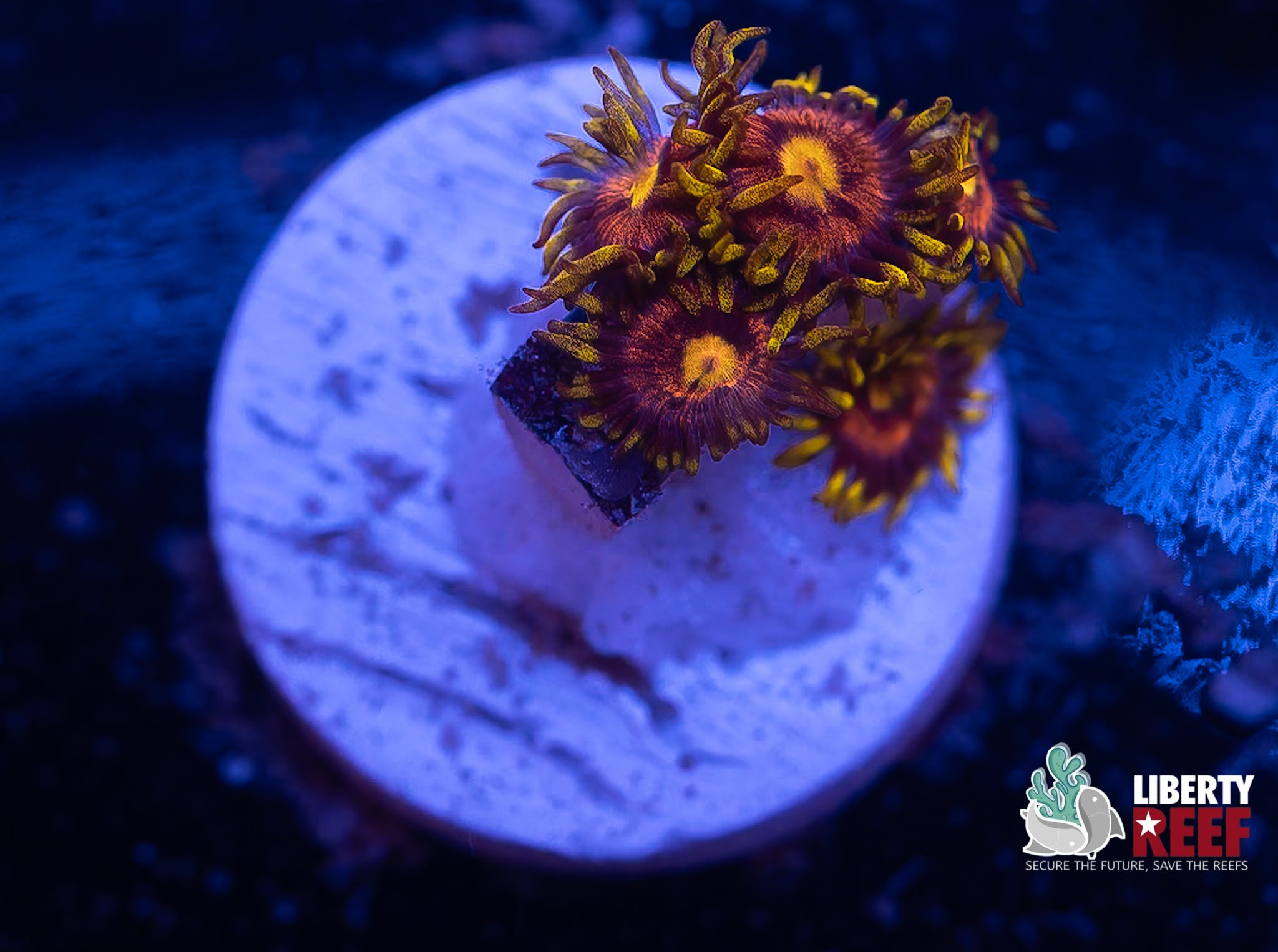 Laser Lemon Zoas