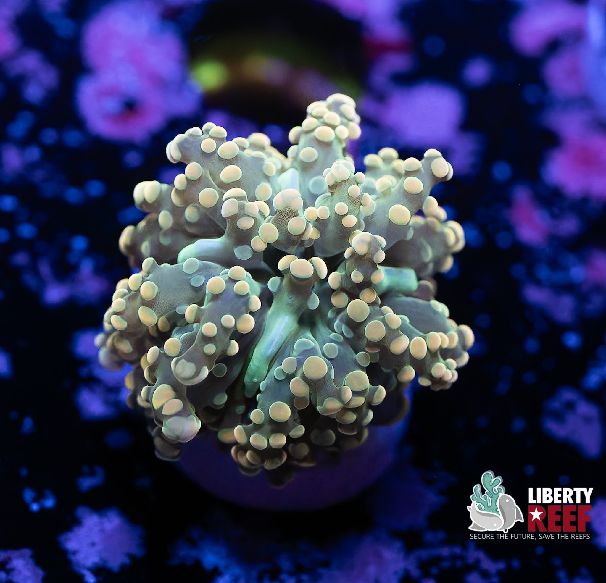 Peach Frogspawn