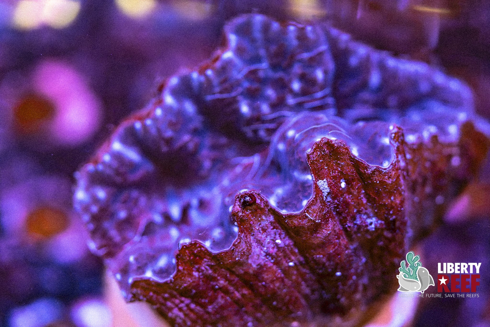 Biota Hippopus Clam