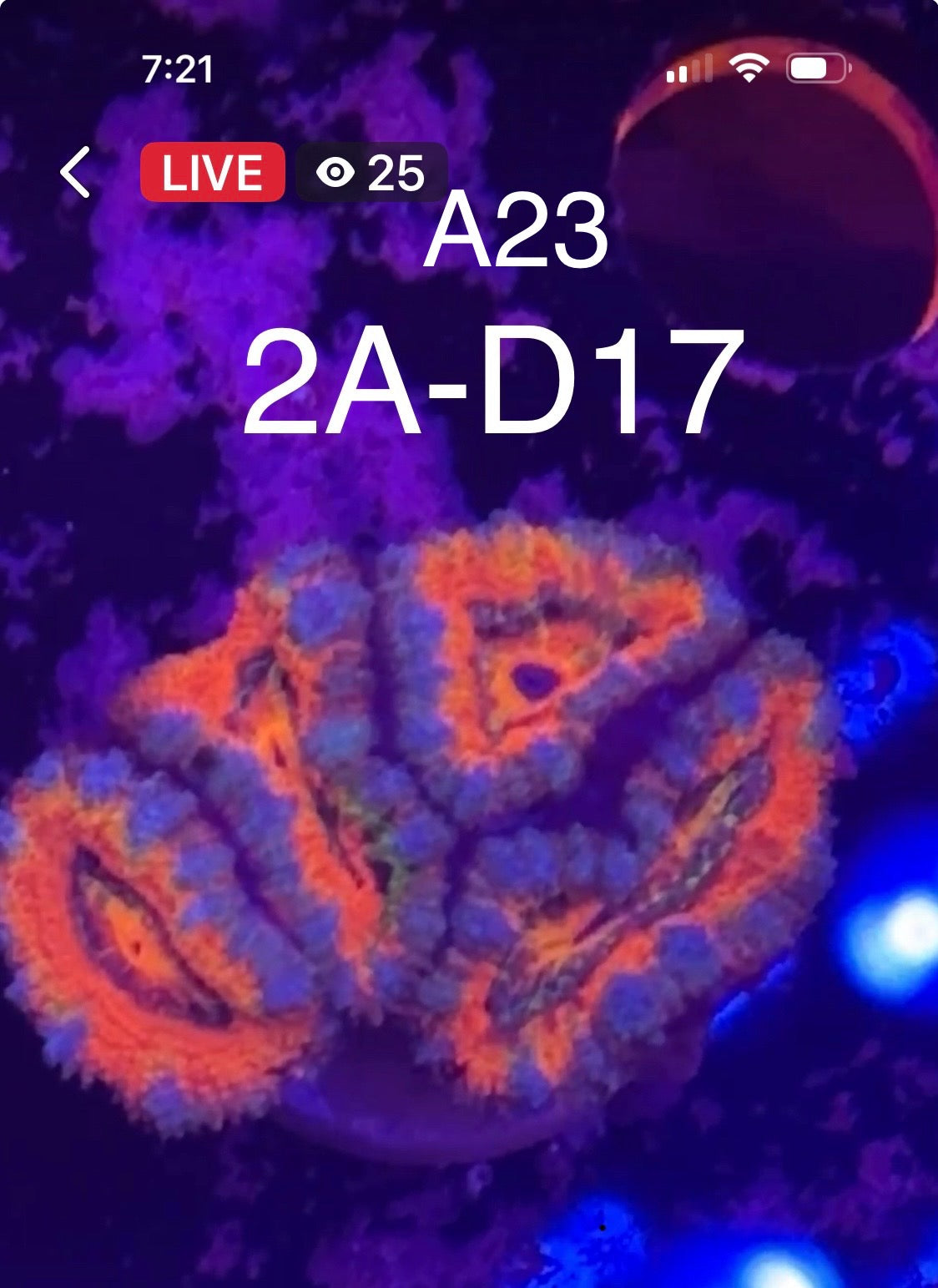 8/16 Facebook Live Auction