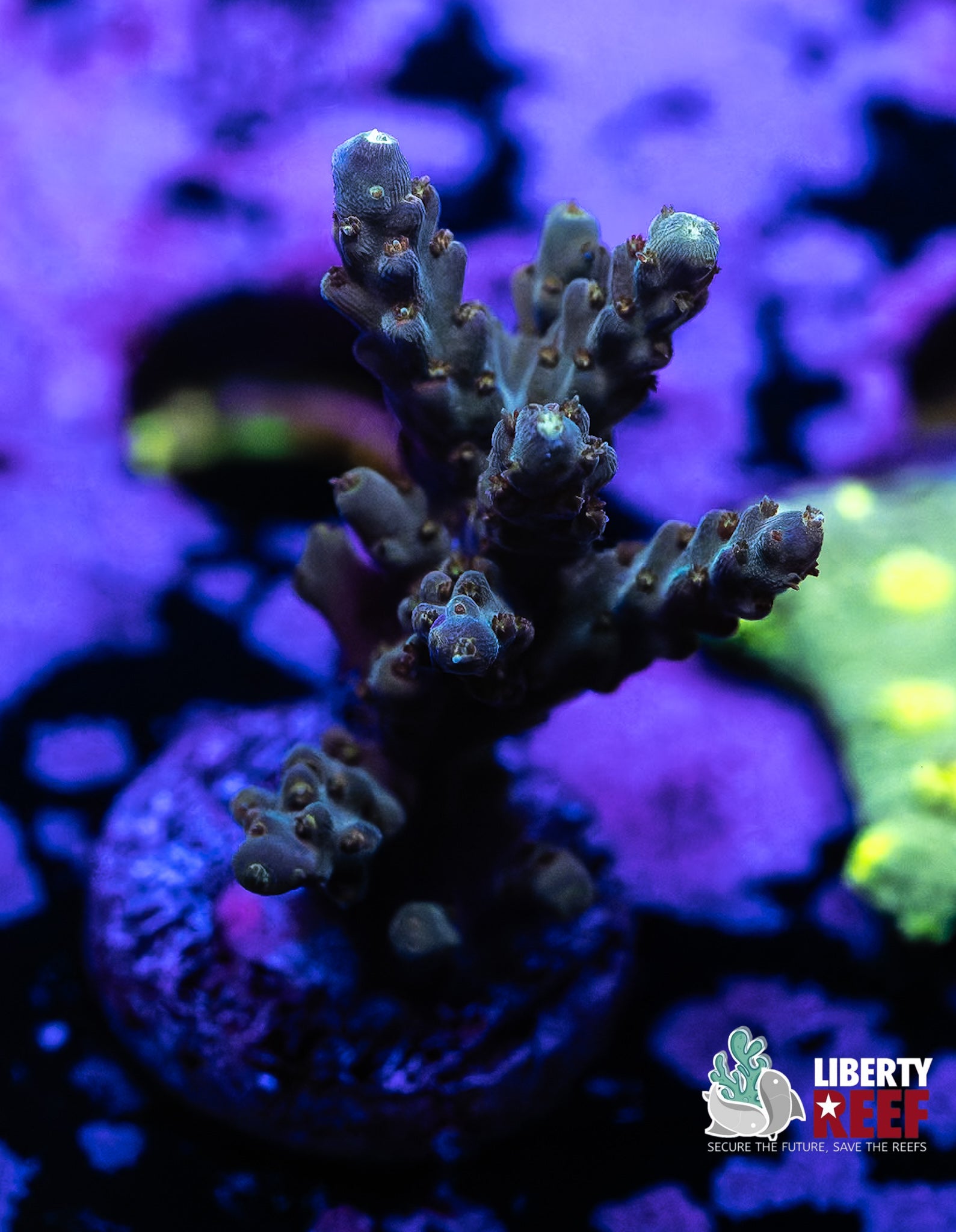Forest Green Acro