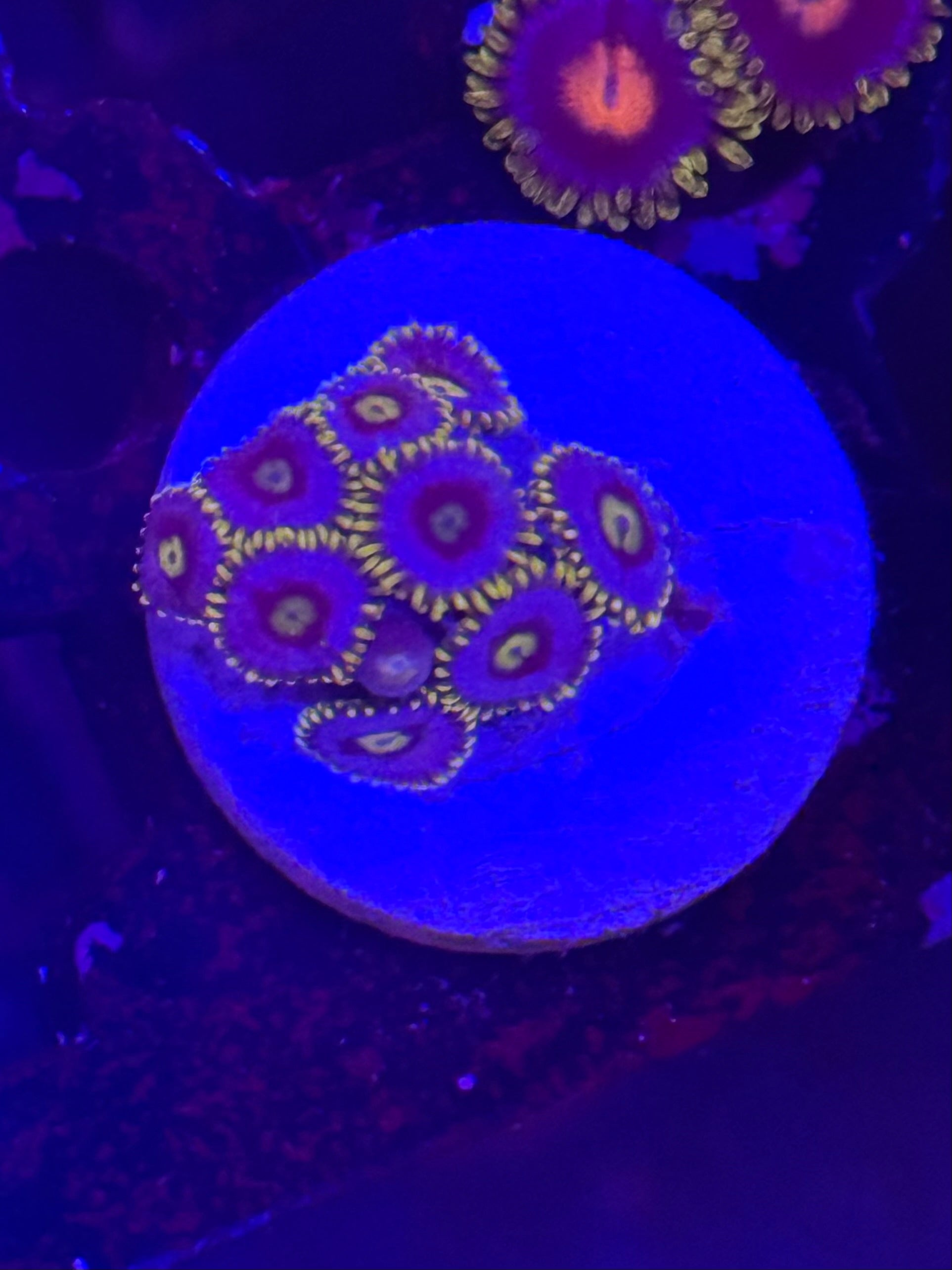 Blueberry Fields Zoas