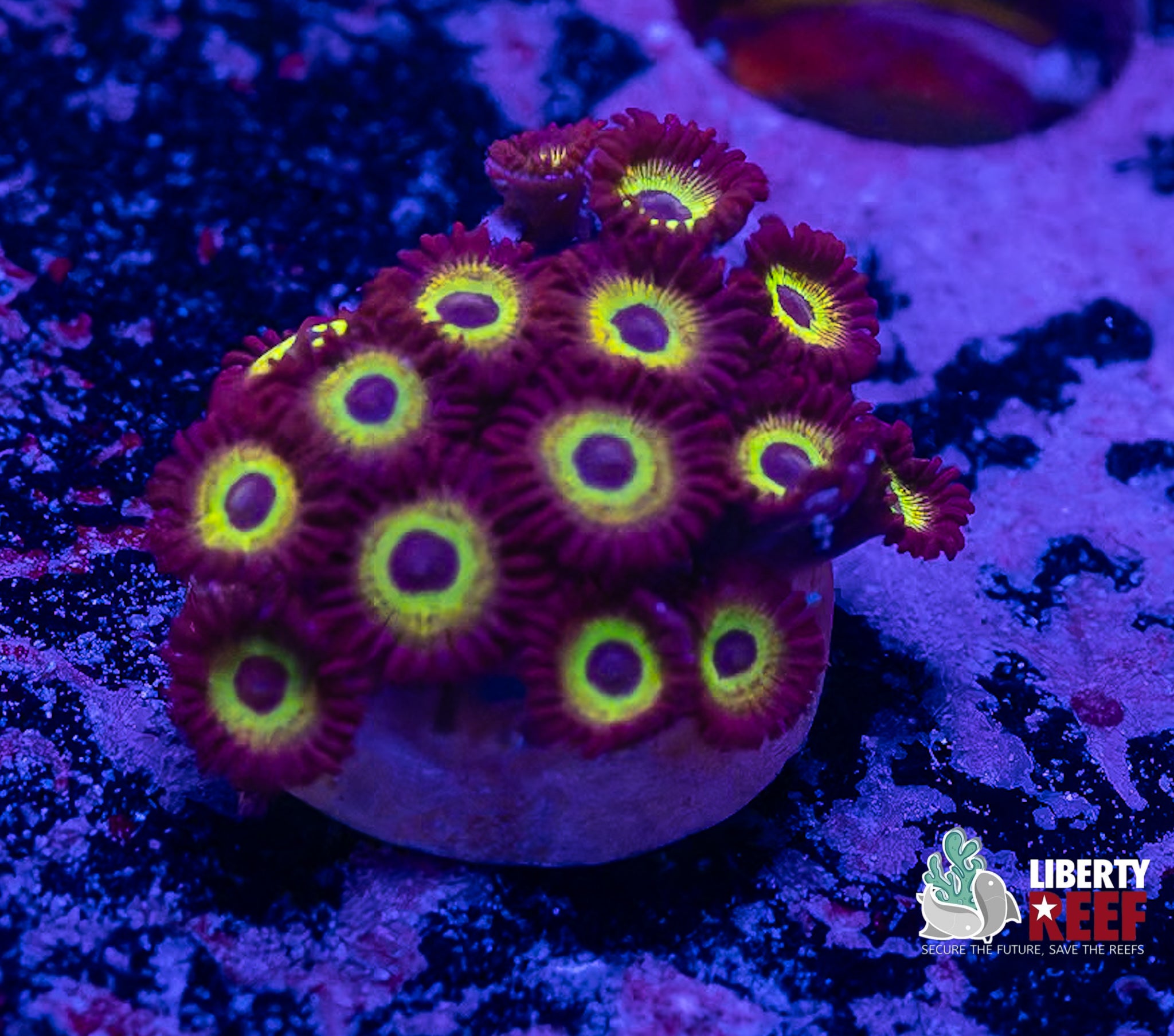 Mean Green Zoas