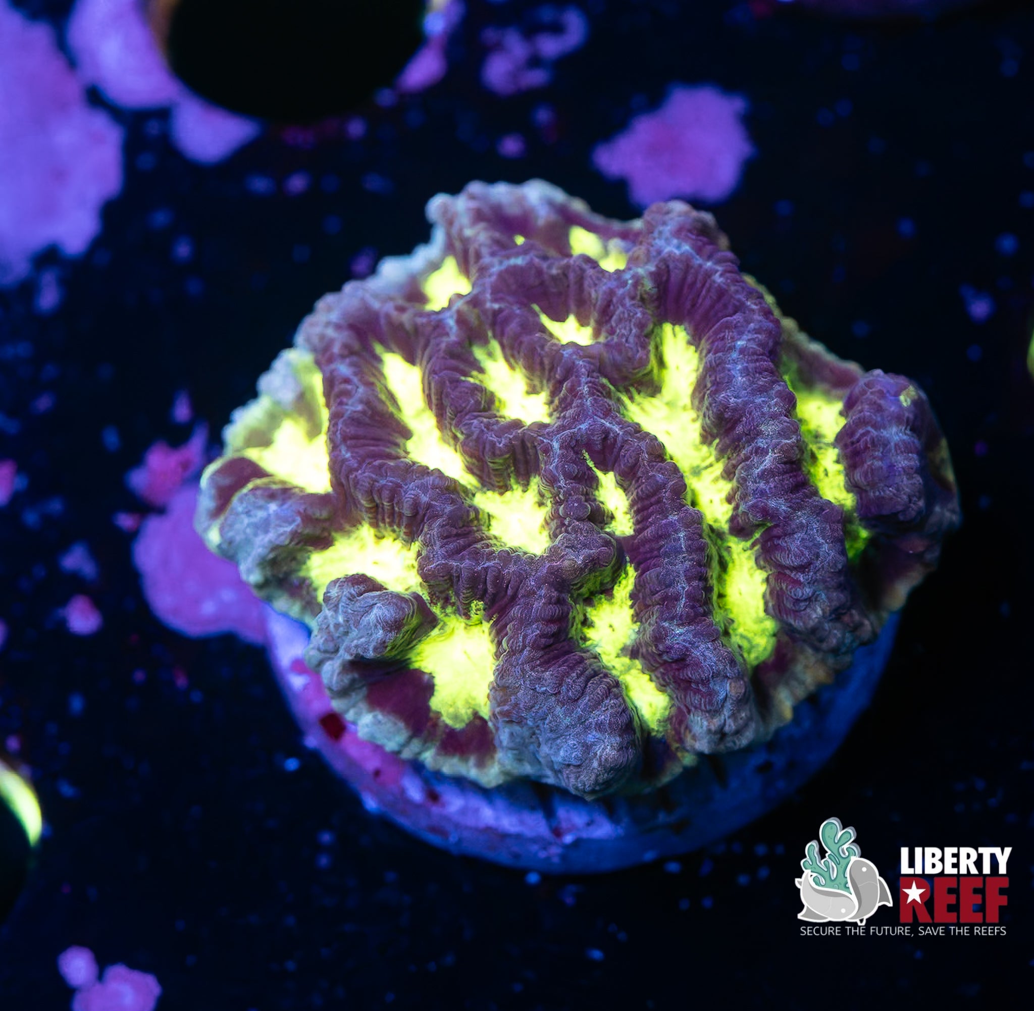 Nuclear Maze Coral