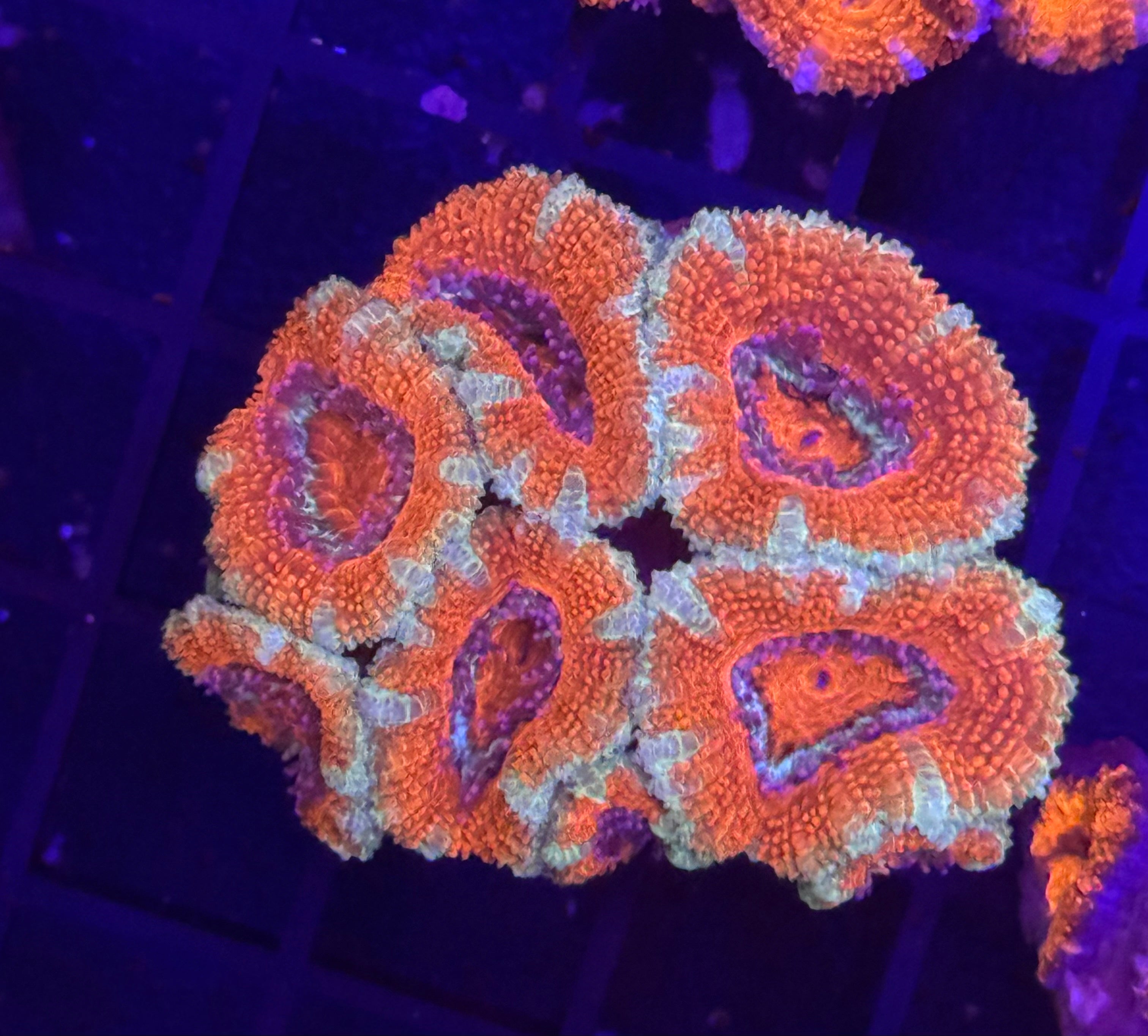 Acan Mini Colony 2 Pack