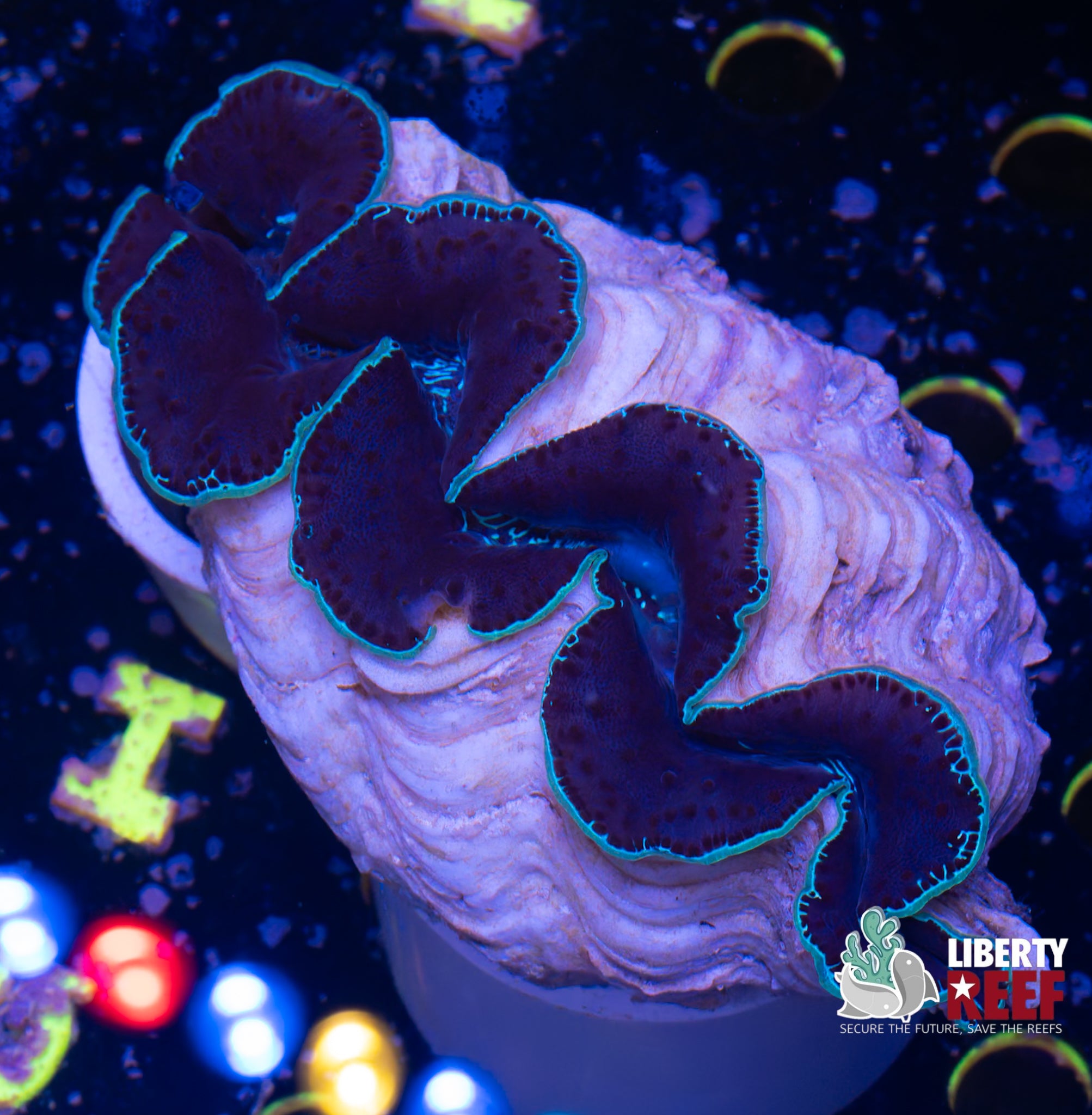 XL Maxima Clam (6in)