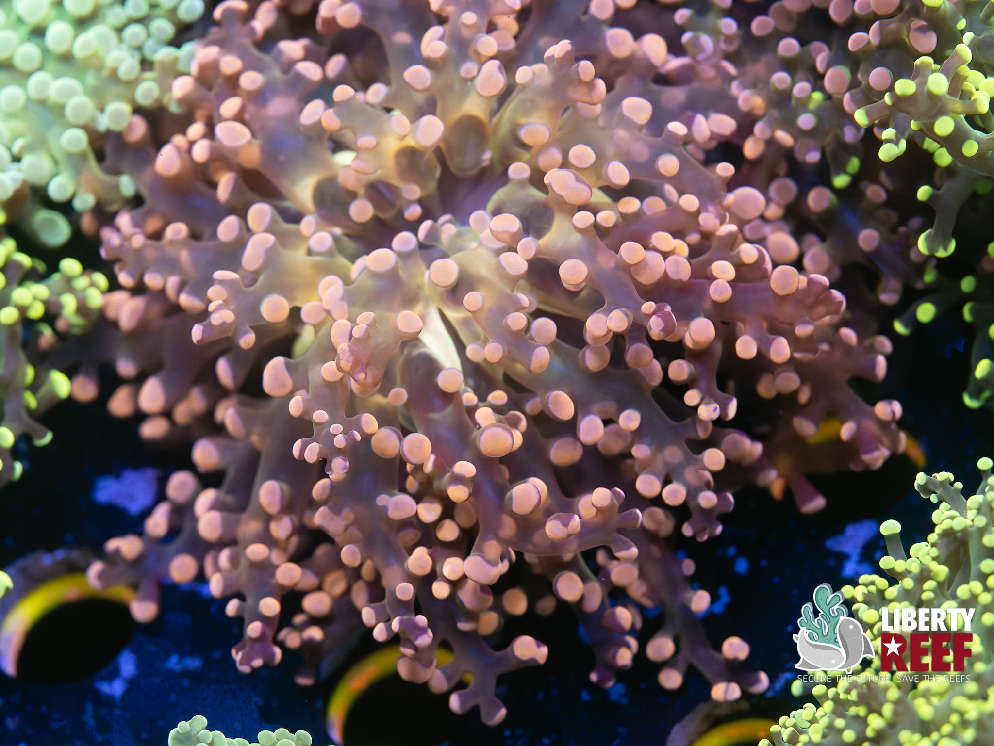 Pink Hurricane Frogspawn