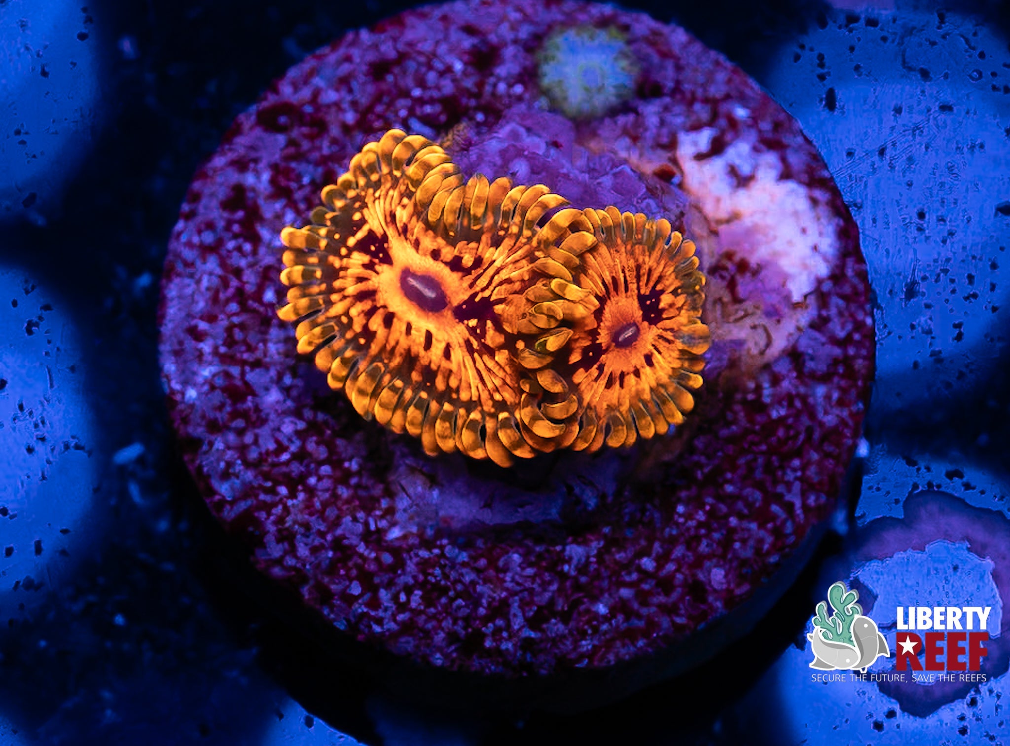 2p Grand Master Krak (GMK) Zoas