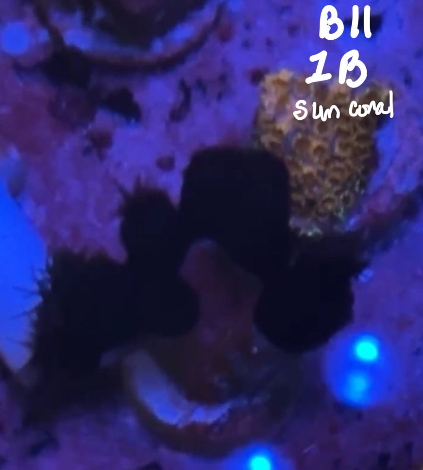 Karen Ritner 10/25 Facebook Live Auction