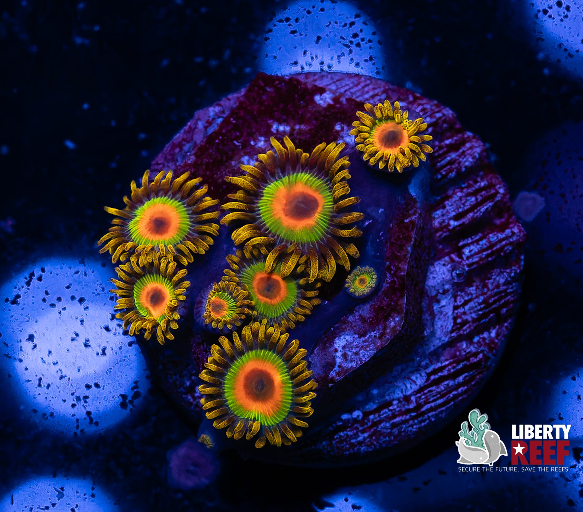 Rasta Zoas
