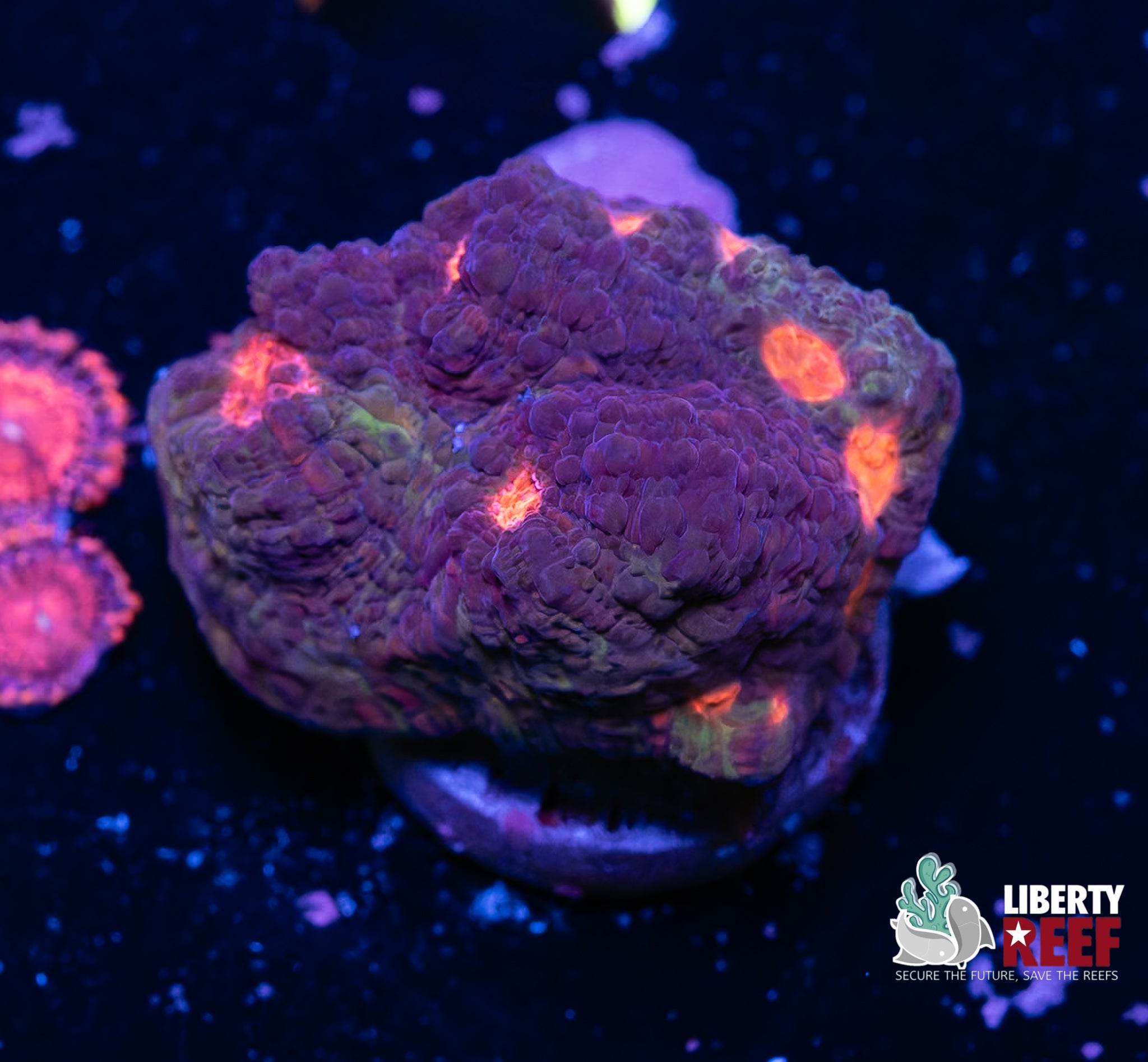 Galactic Blaze Chalice