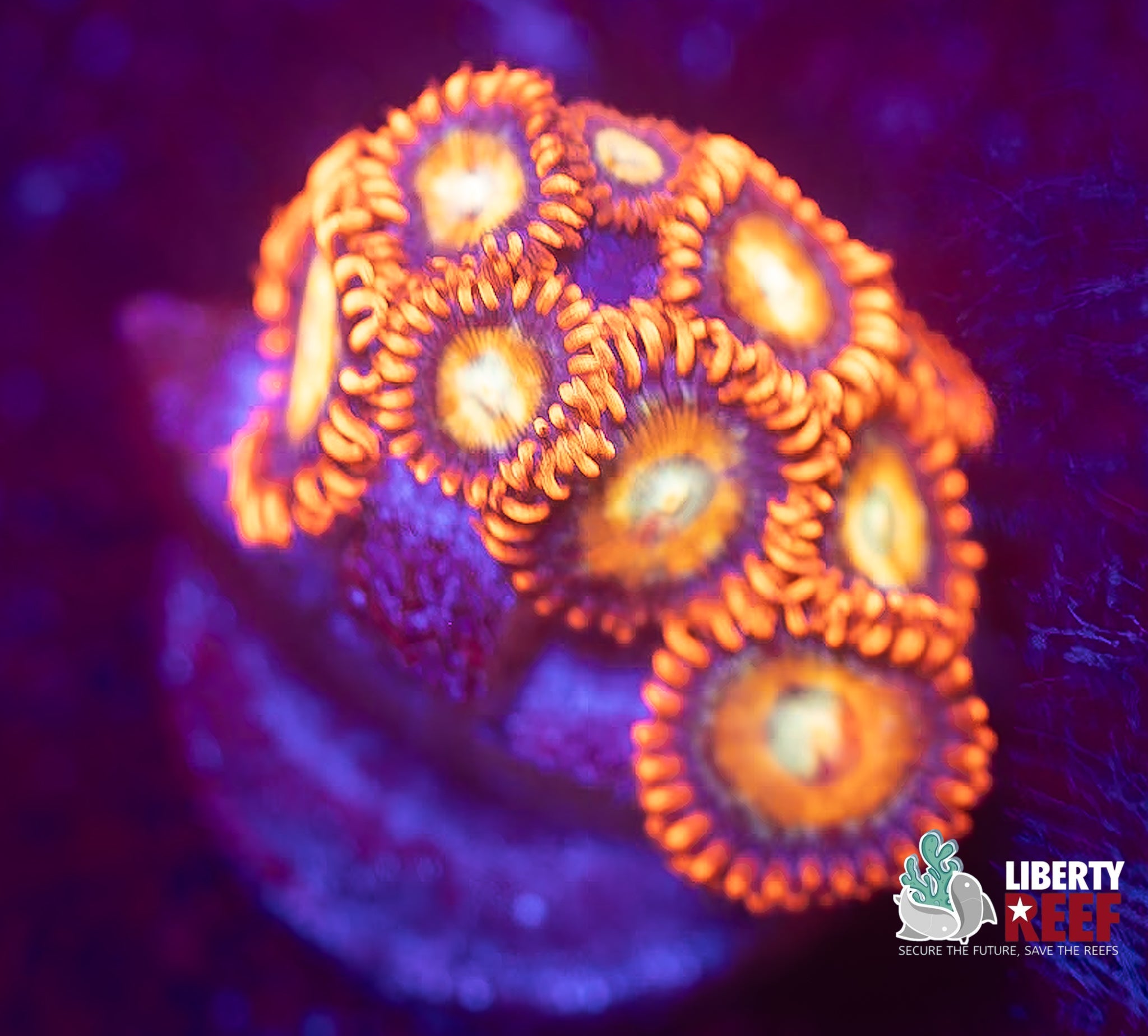 Spitfire Zoas