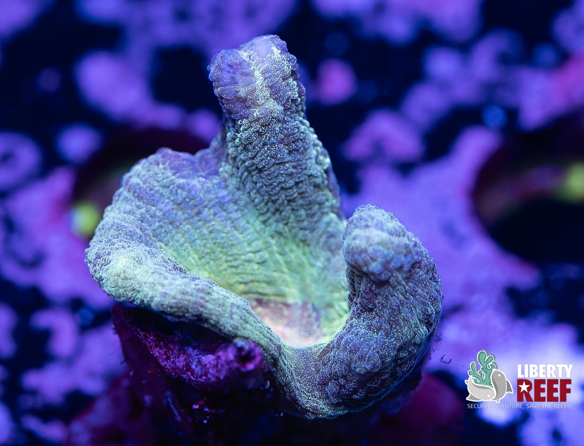 Liberty Reef Auction