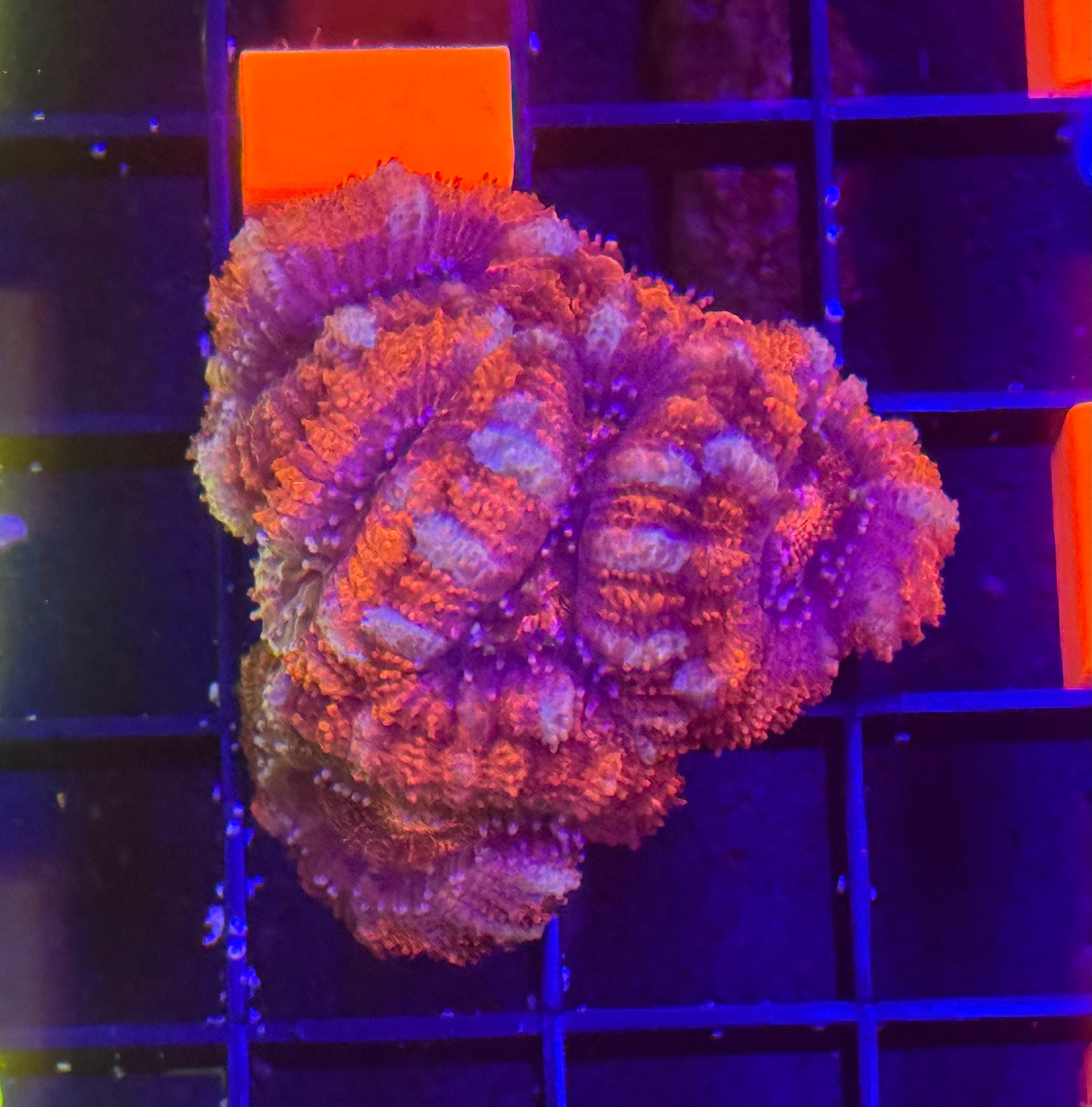 Acan Mini Colony 2 Pack