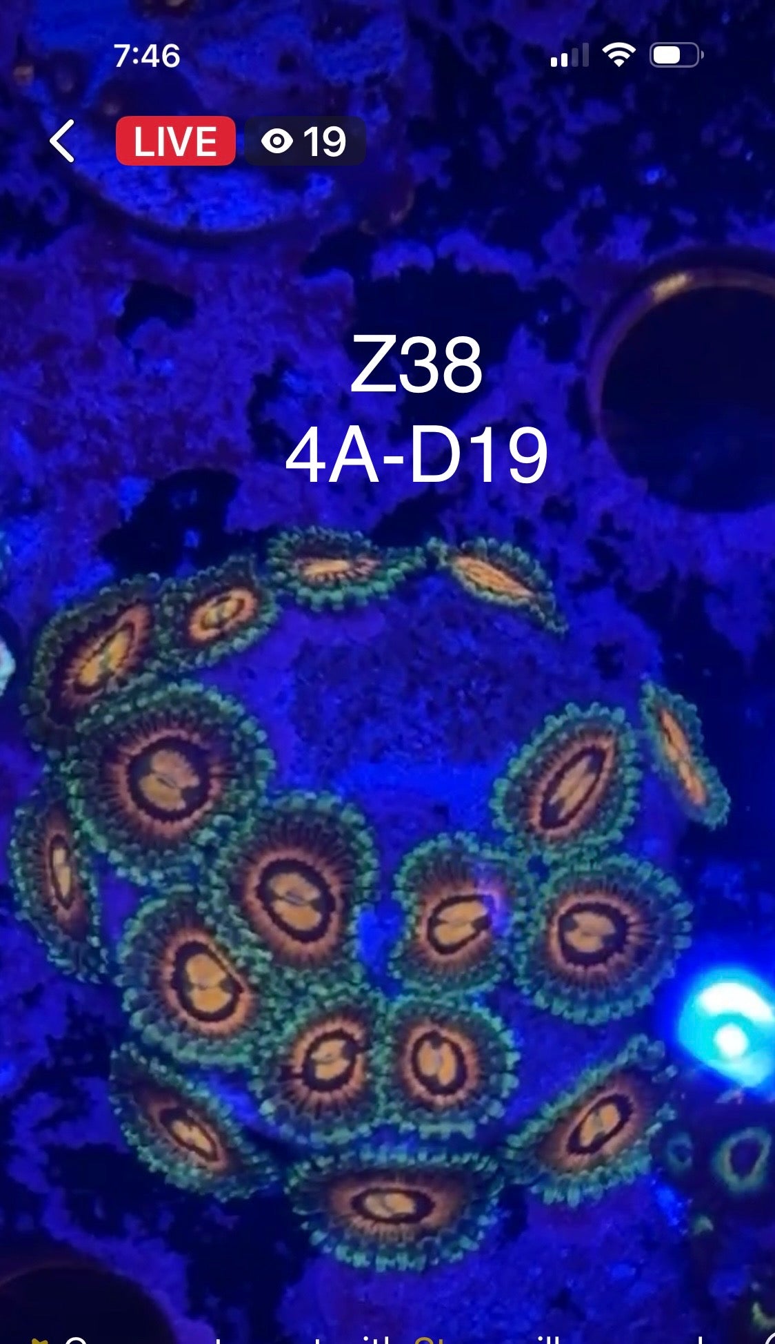 (Copy) 7/26 Facebook Live Auction