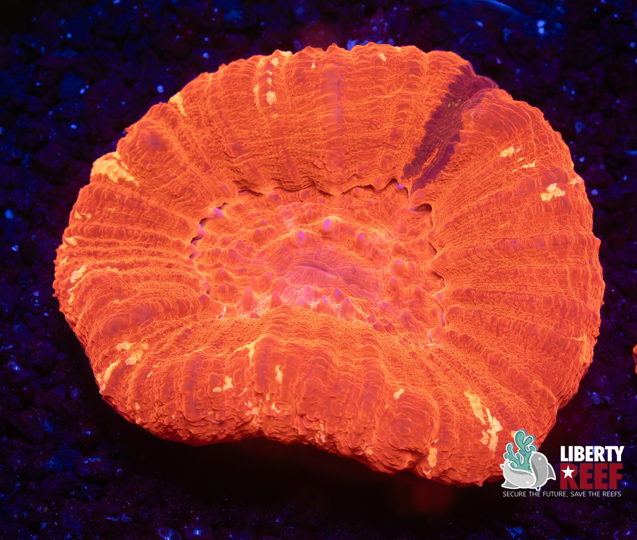 Wicked Ruby Red Scoly