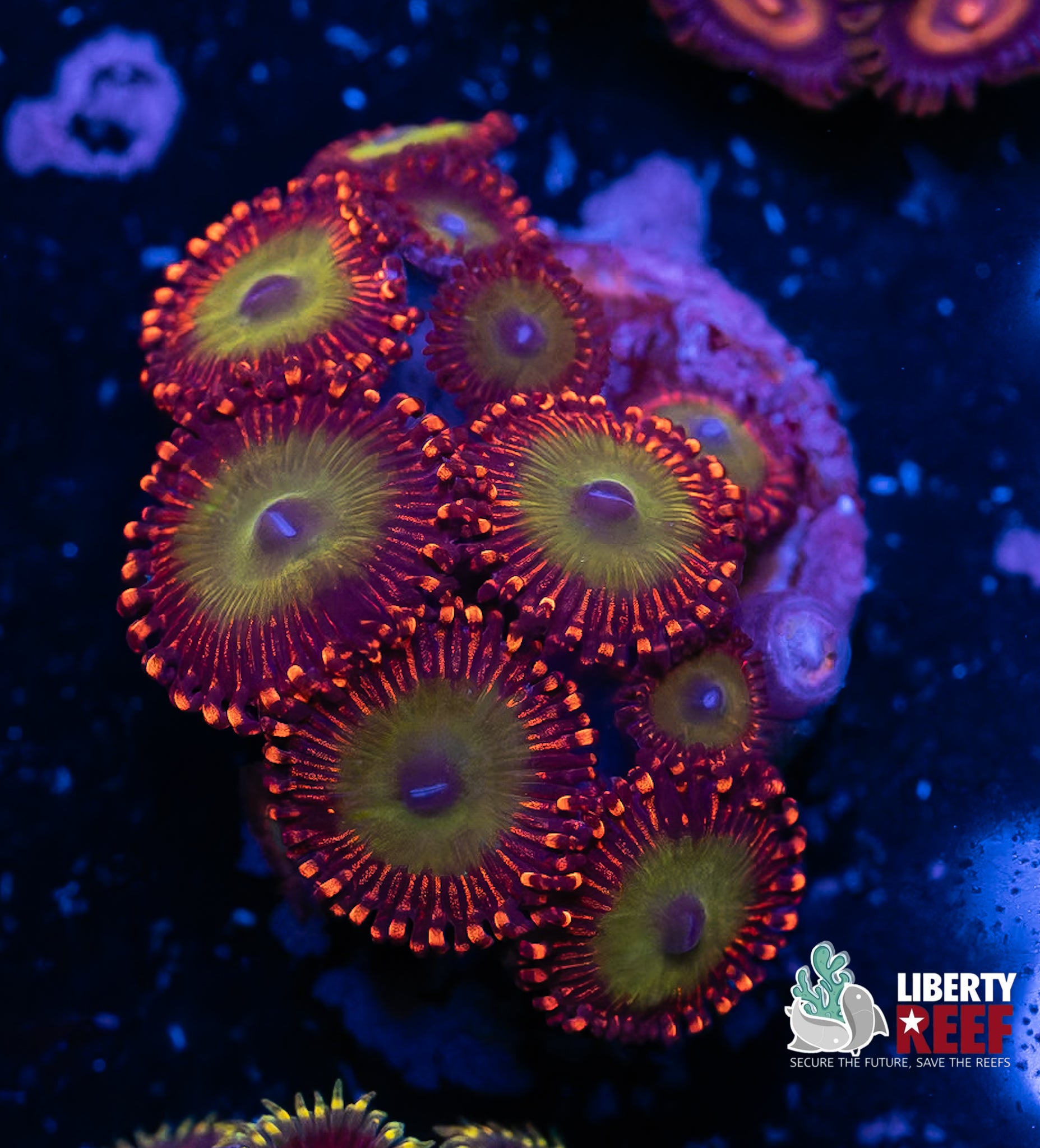 Candy Apple Red Zoas