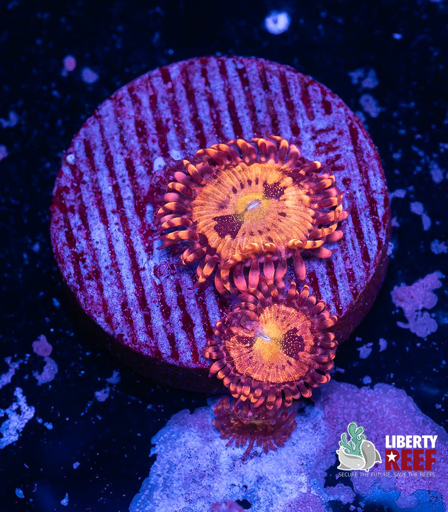 Halle Berry Zoas