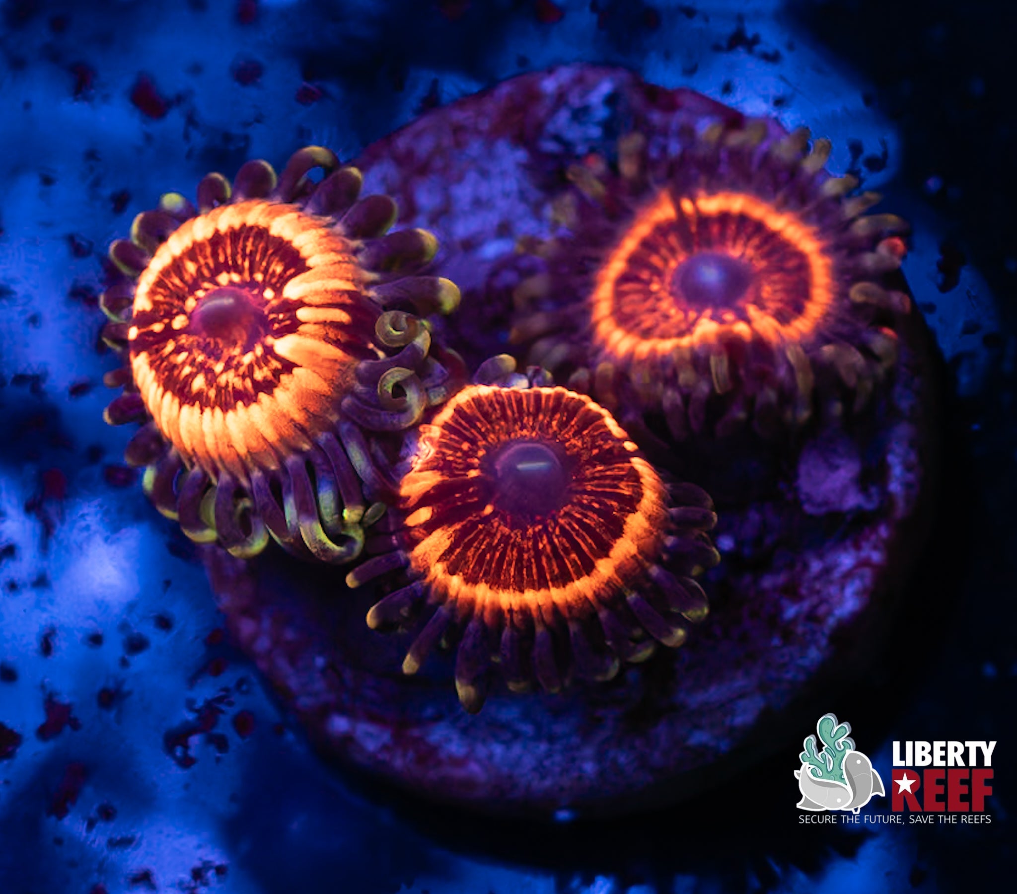 Armor of God Zoas