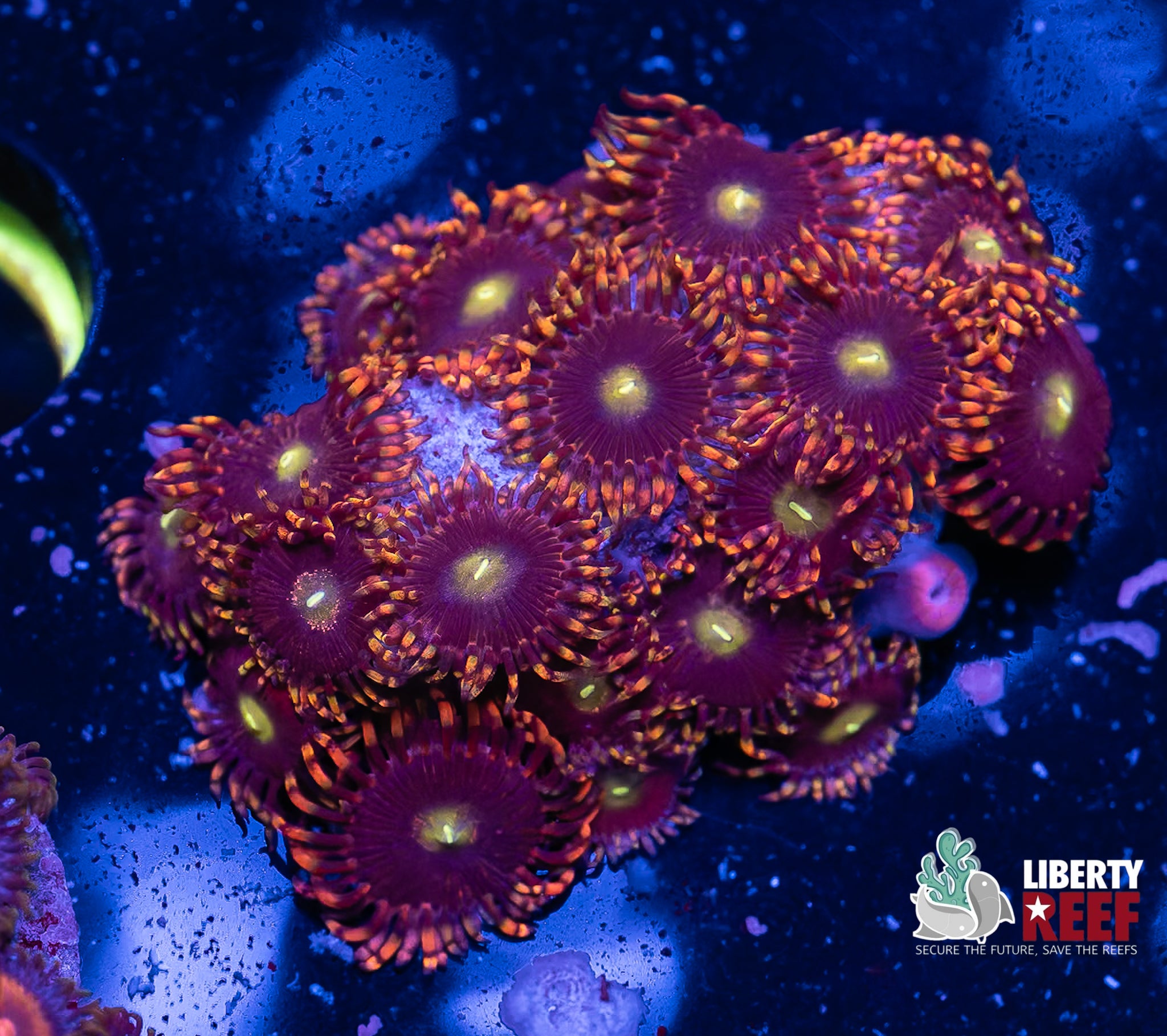 Big R Bozo Birthday Zoas