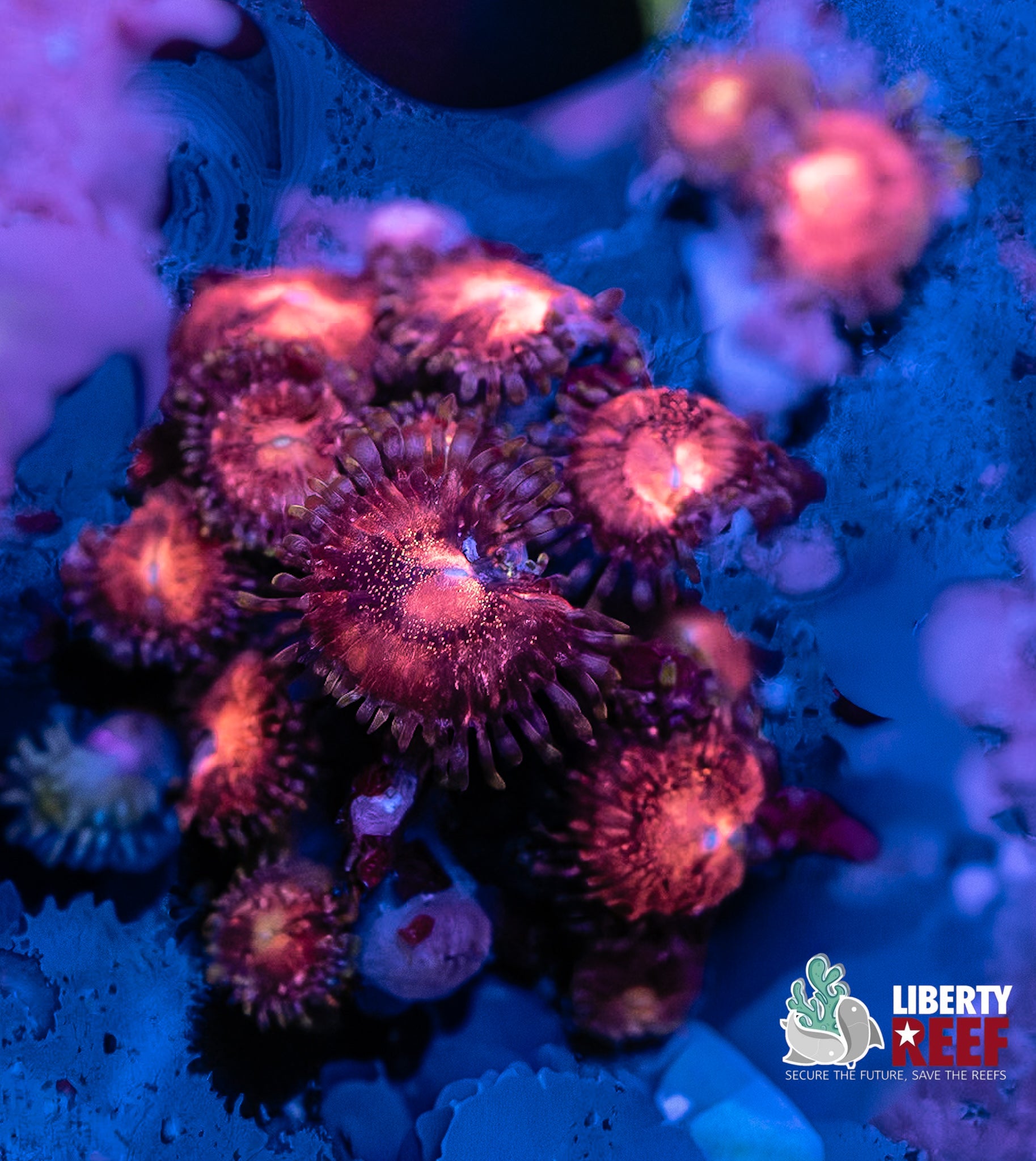 Pink Nirvana Zoas