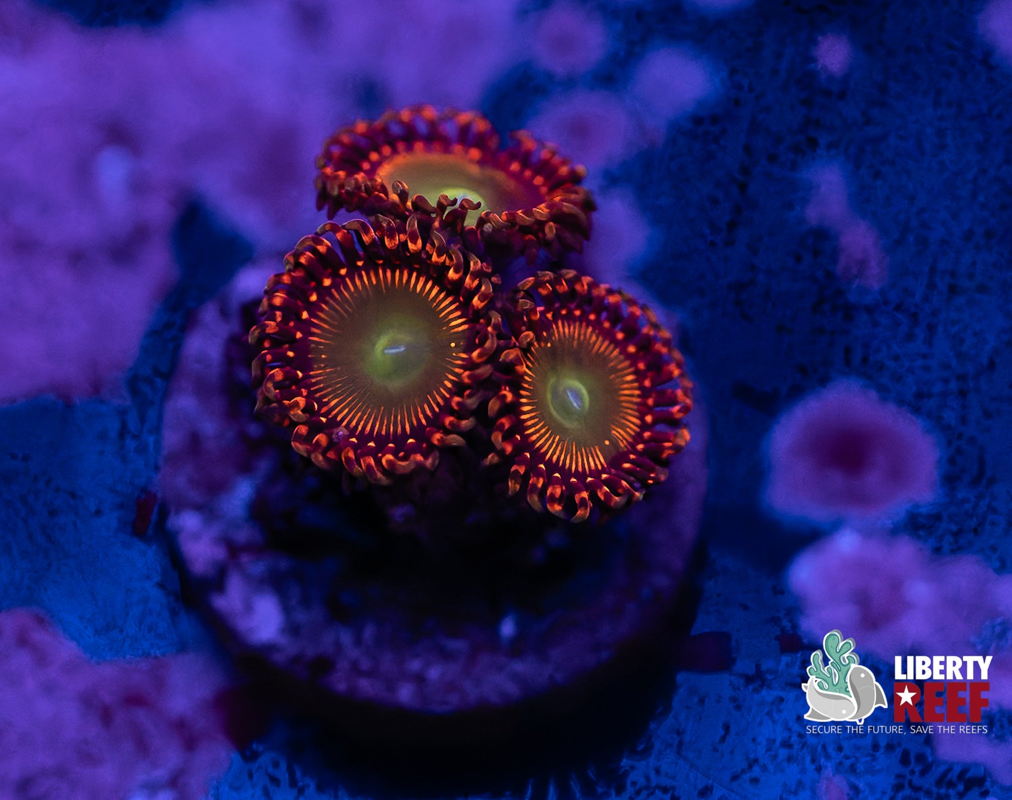 Candy Apple Red Zoas