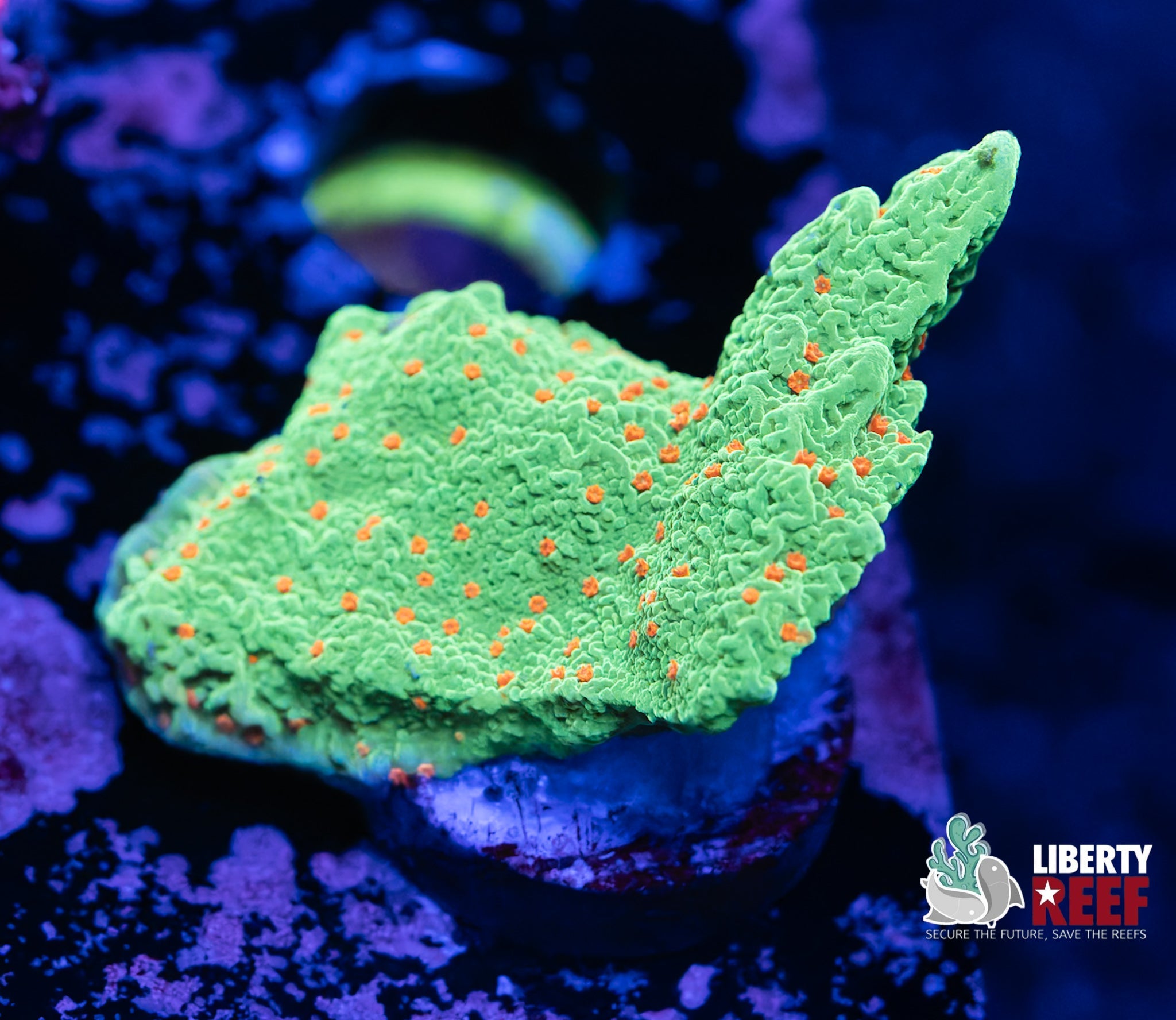 Liberty Reef Auction