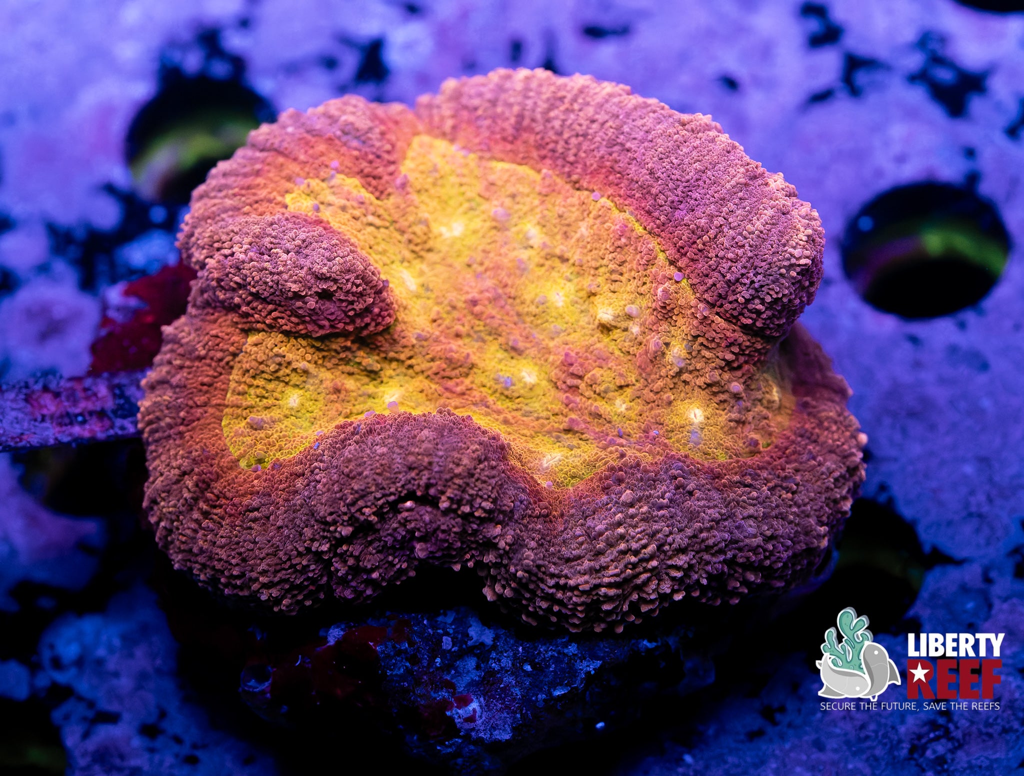 Rainbow Symphyllia