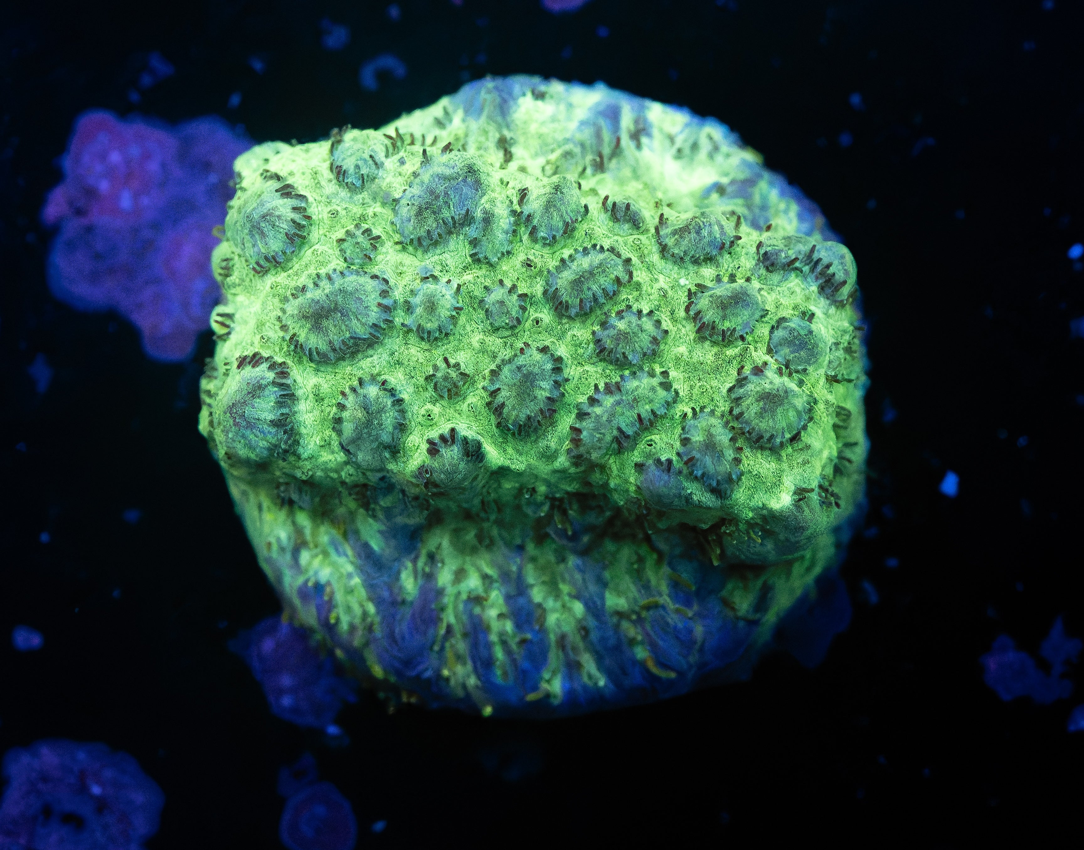 Blue Green Leptastrea