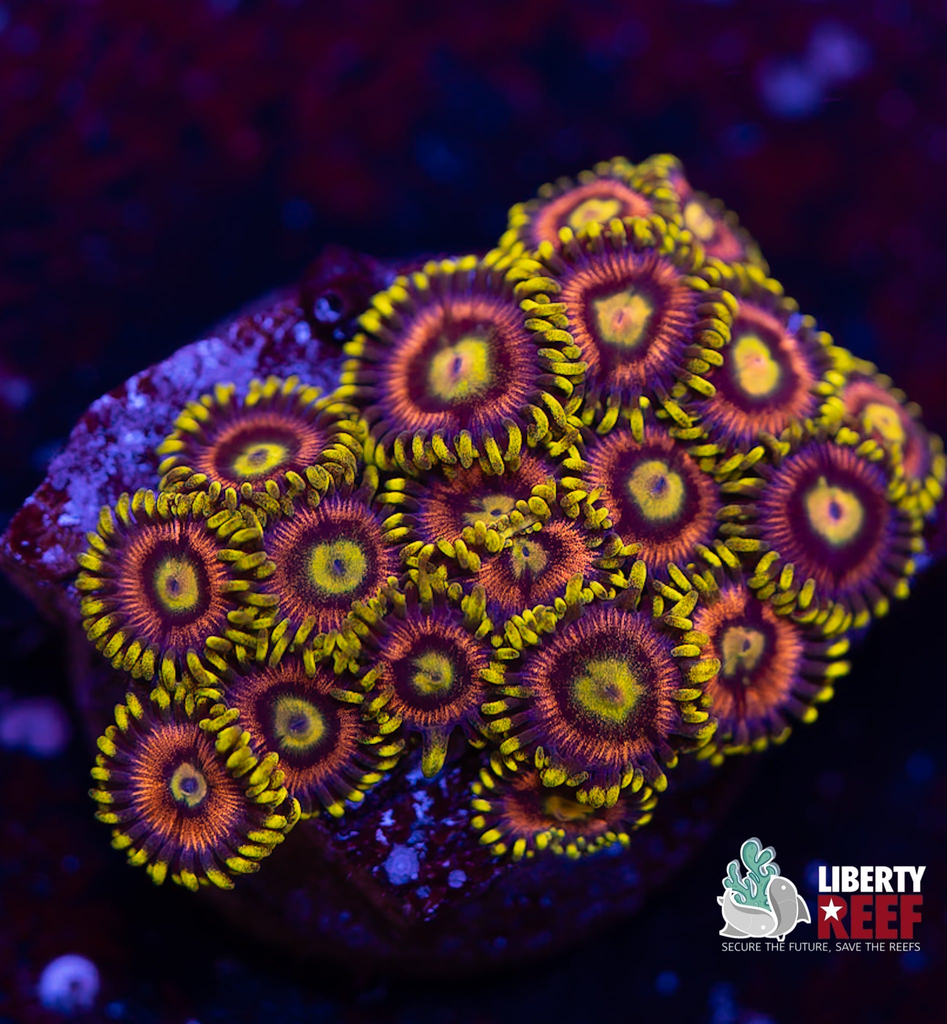 Laser Lemon Zoas