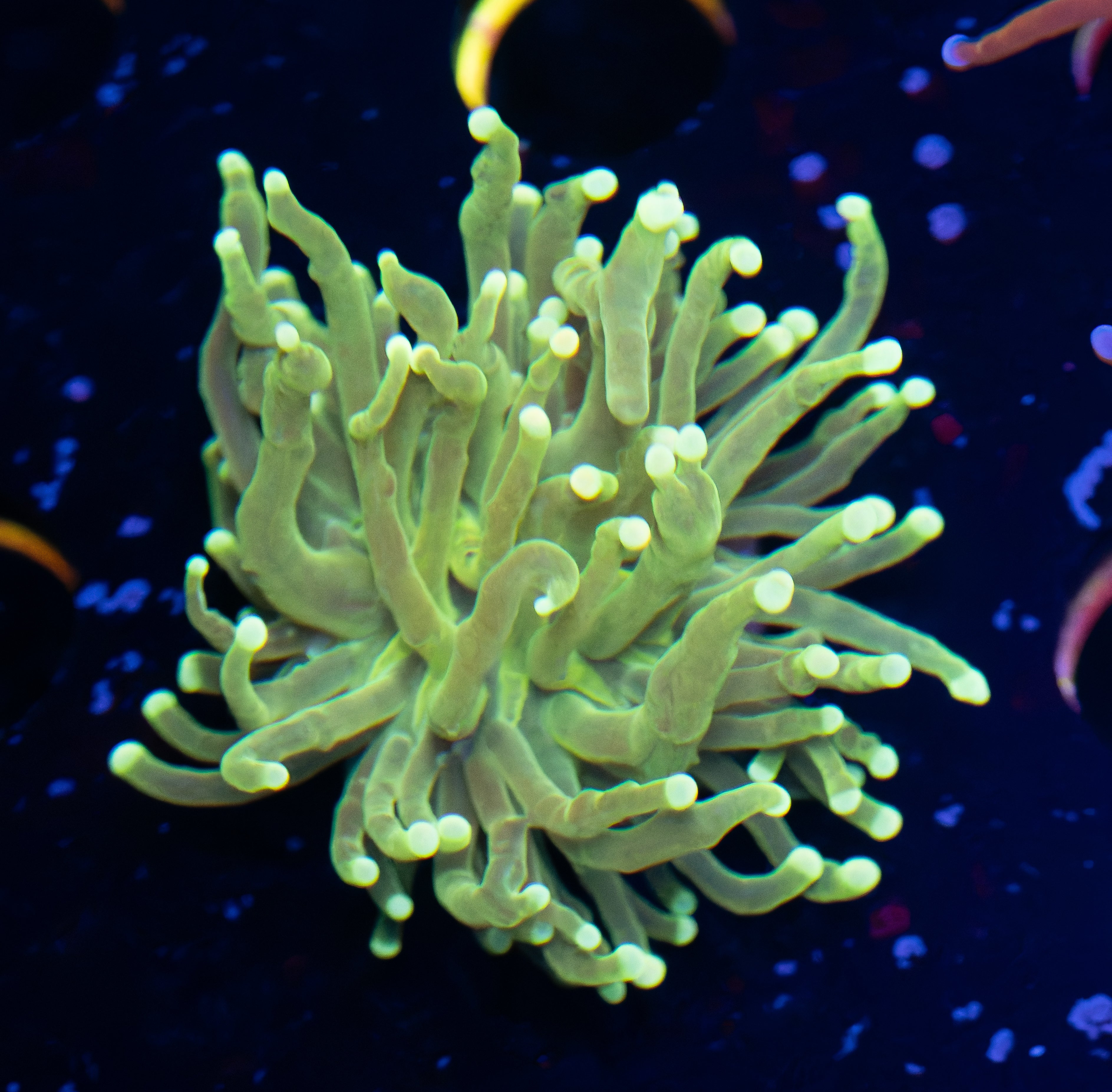 Lemon Lime Torch