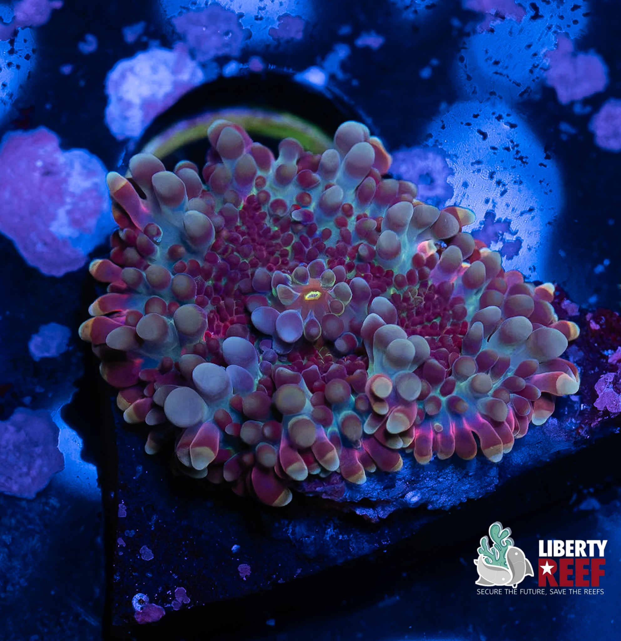 Rainbow Cosmic Plasma Yuma Mushroom