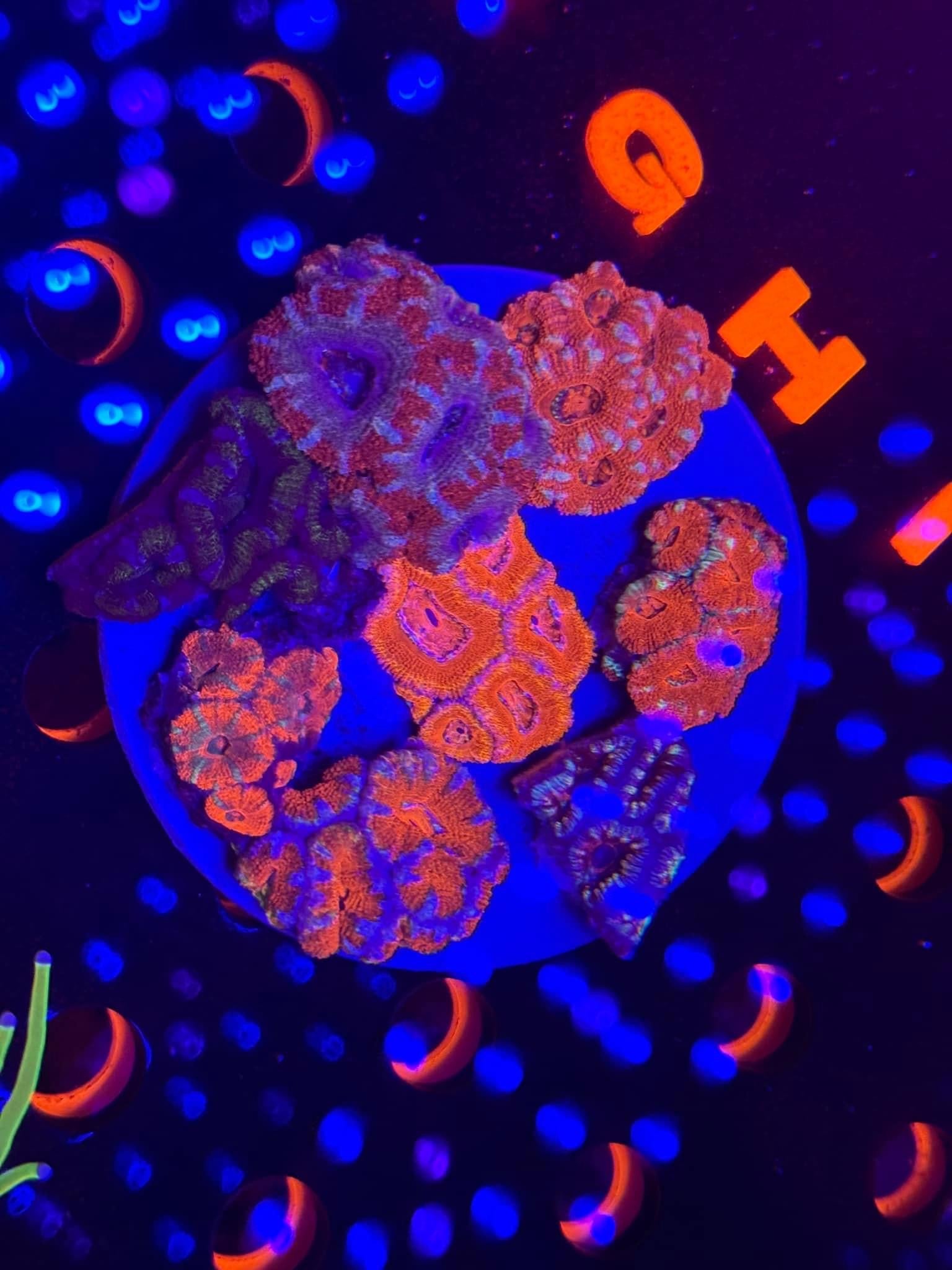 XL Acan Garden