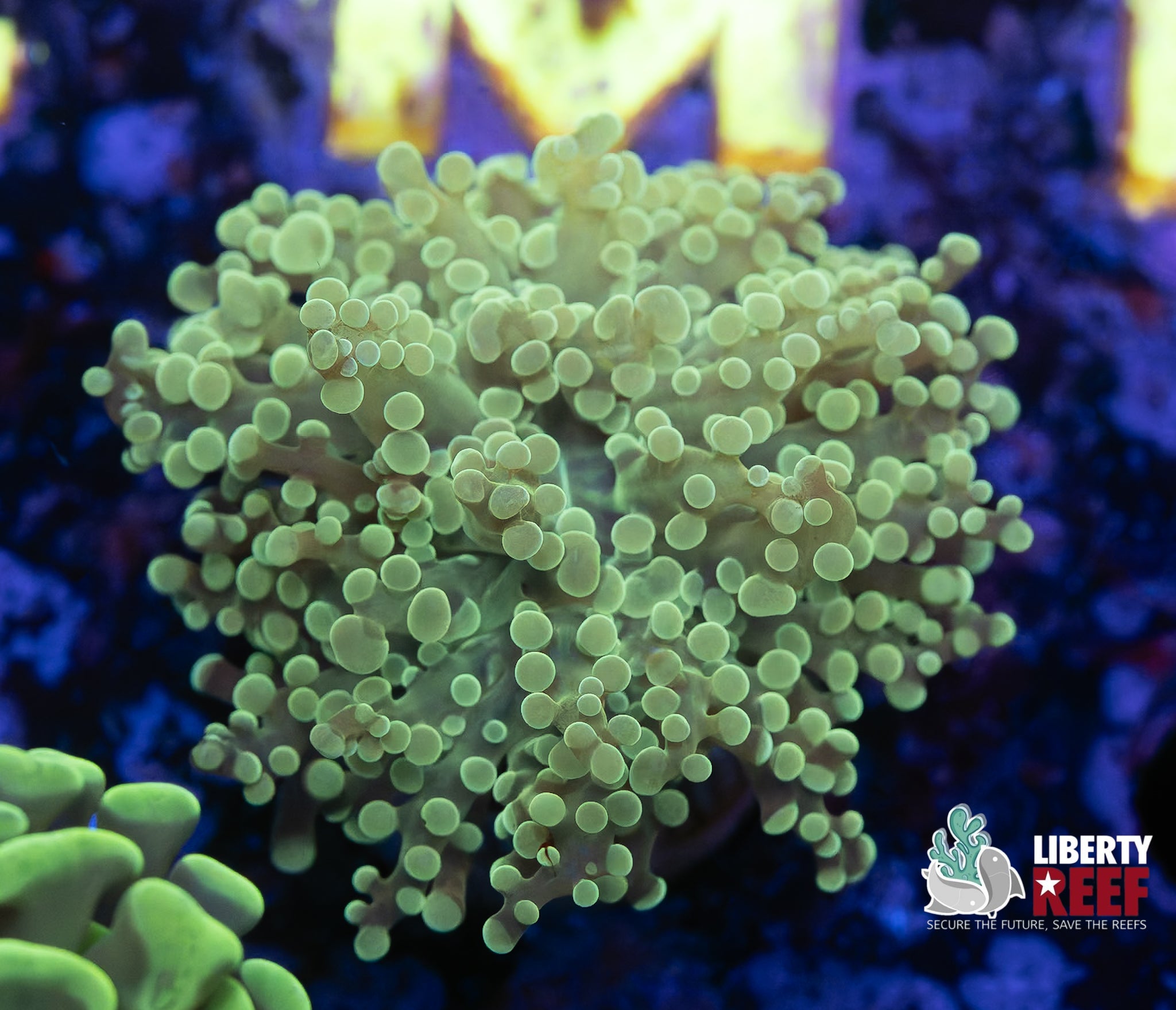 Mean Green Frogspawn