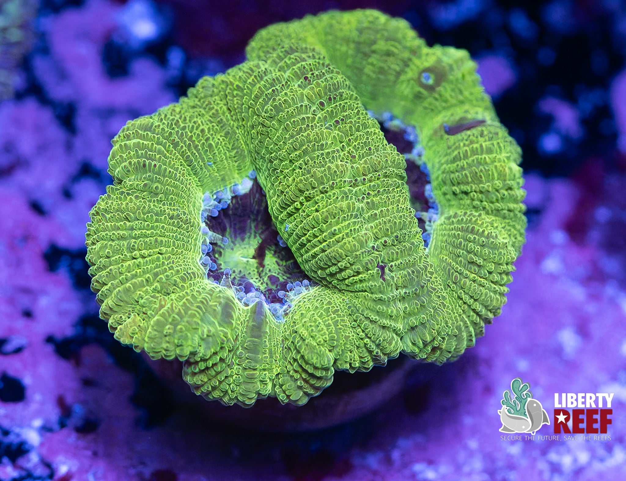 Kermit the Frog Acan