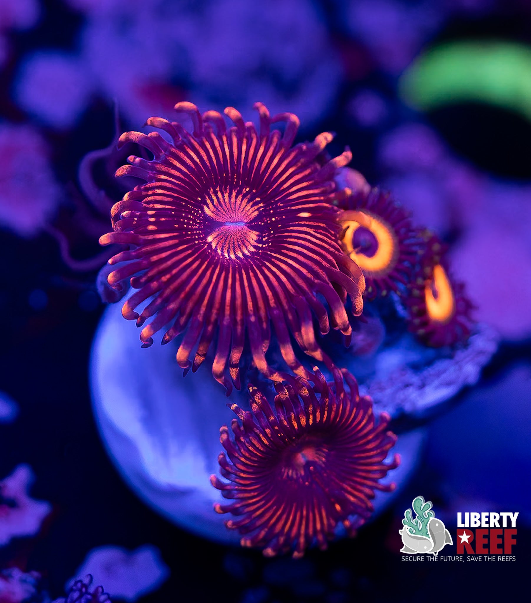 Marley/Berry Combo Zoas