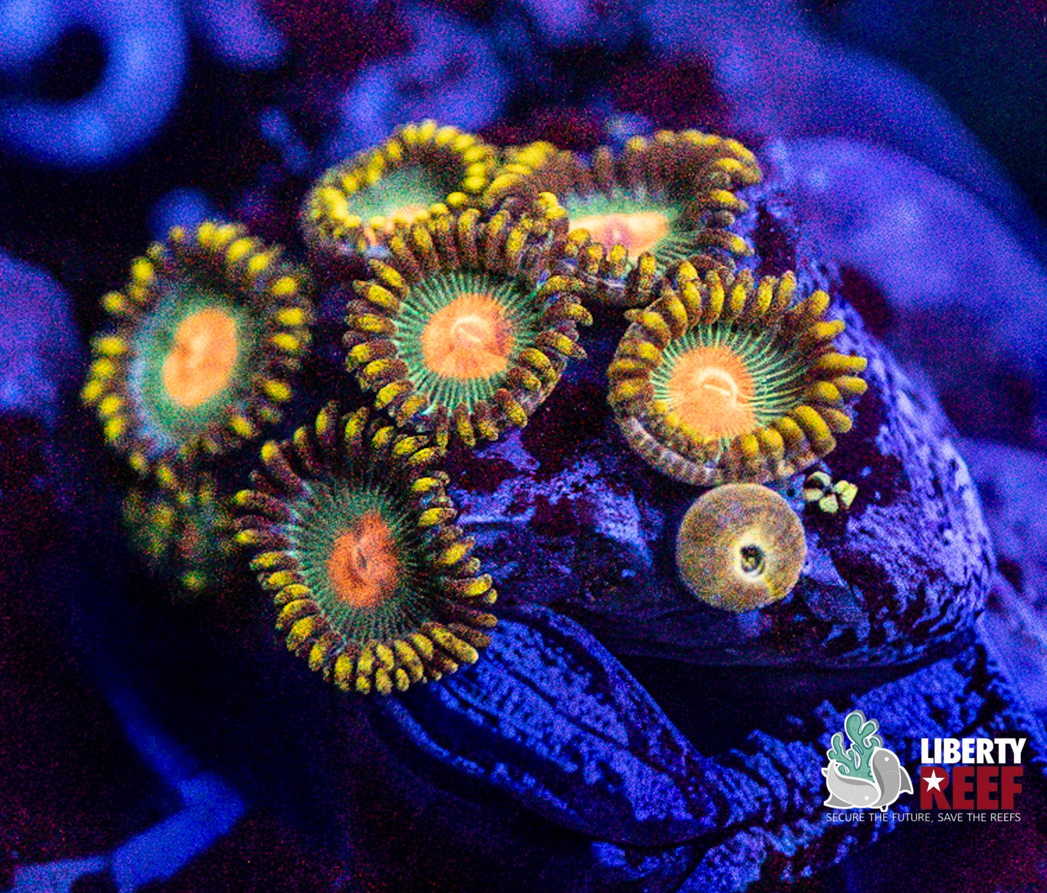 Green Bay Packers Zoas
