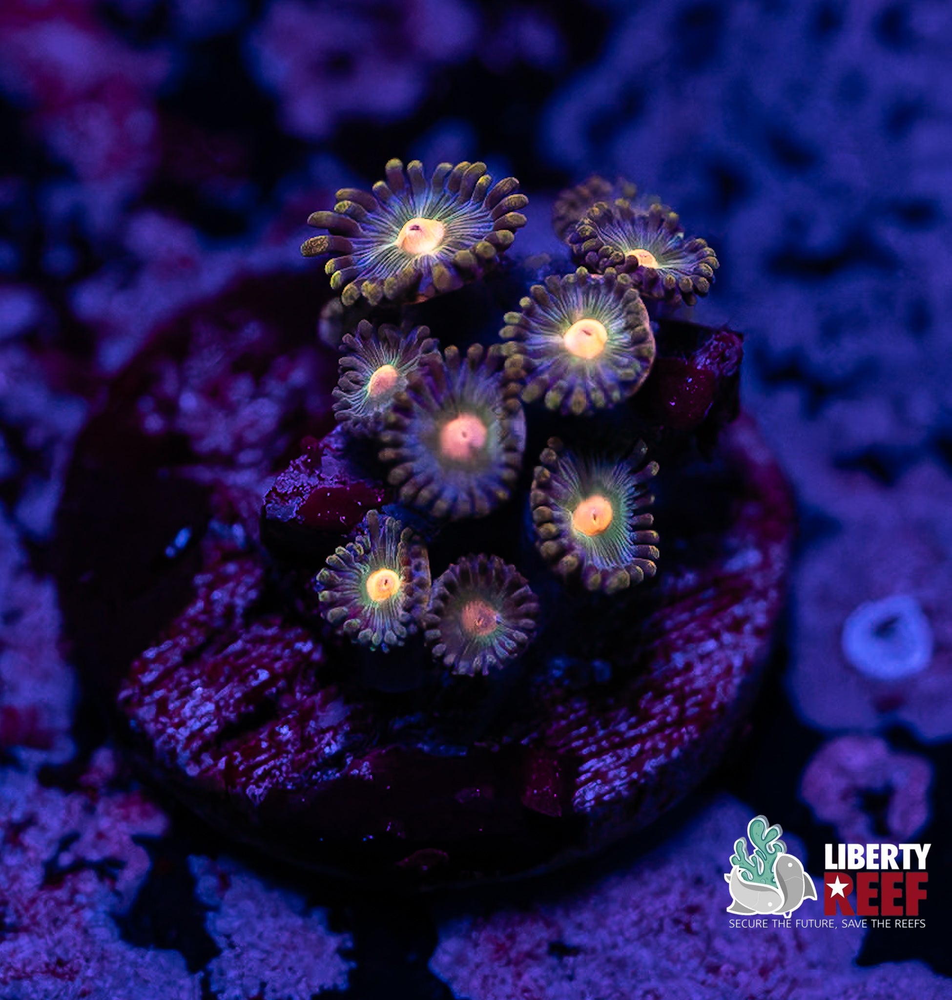 Blowpop Zoas